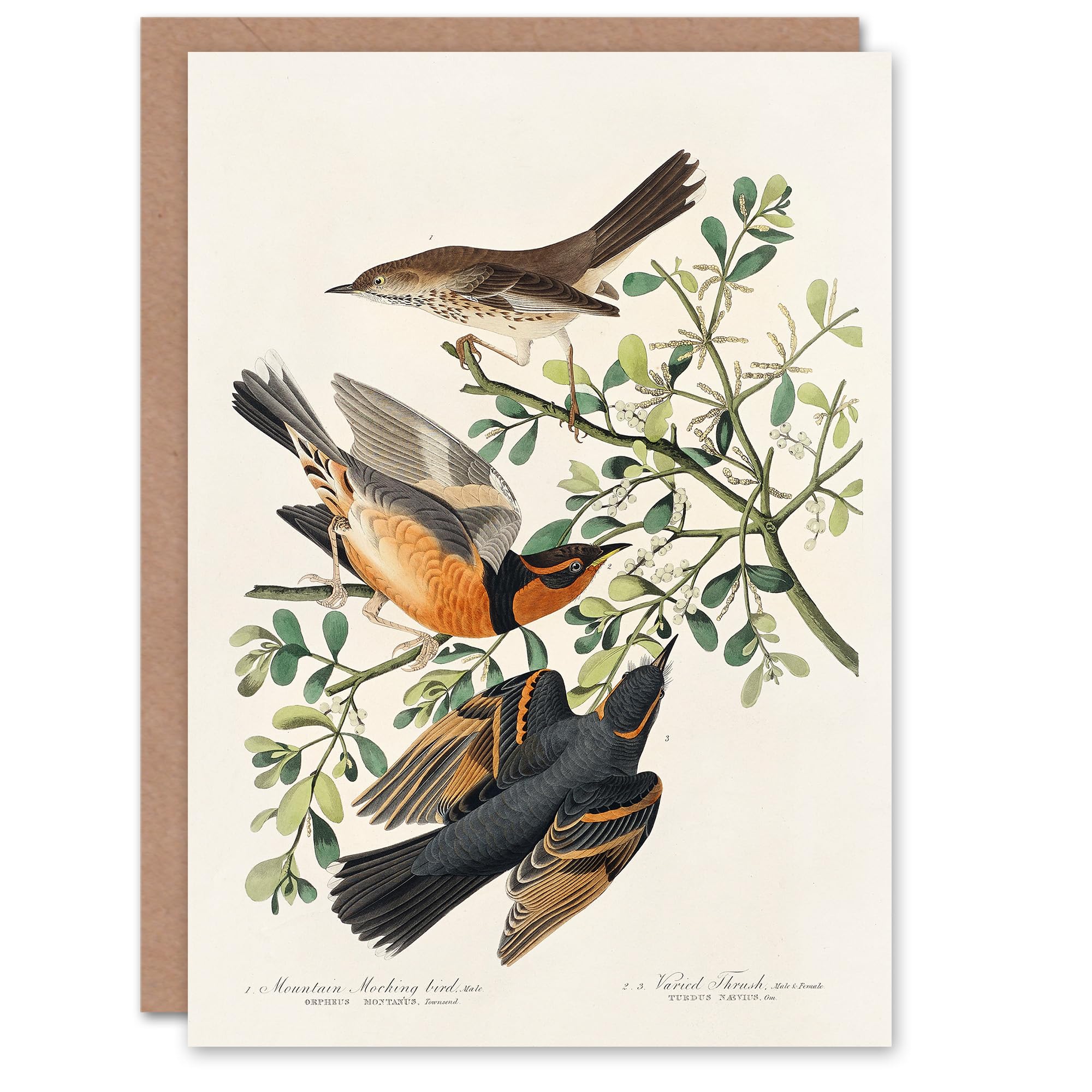 Artery8 John James Audubon Art Card Mountain Mocking Bird and Thrush
