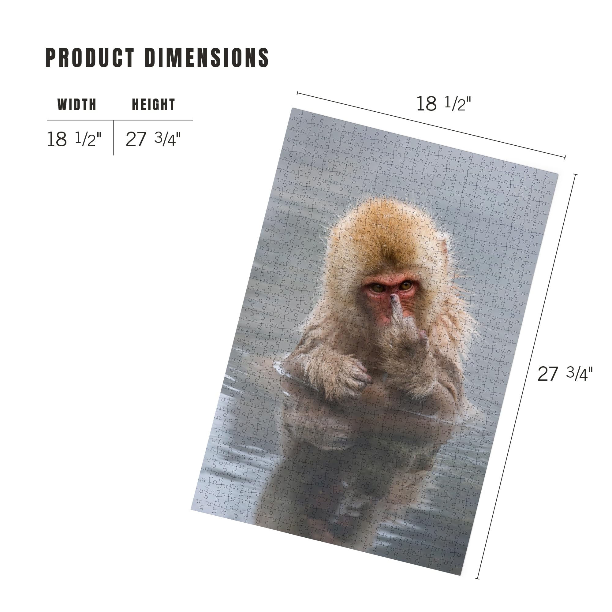 Amazon.com: Lantern Press Japanese Macaque Monkey Showing Middle