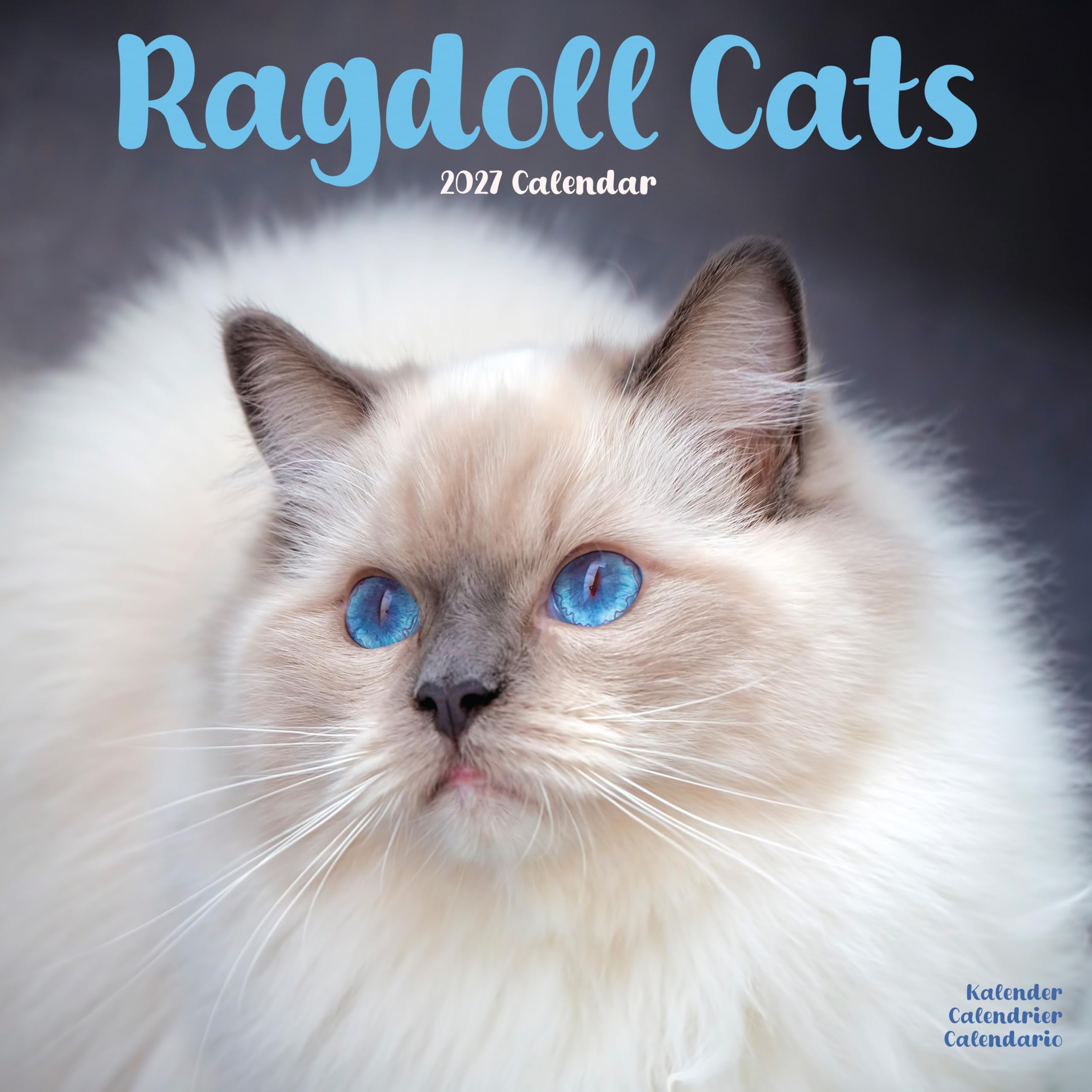 Ragdoll Cats 2027 Calendar | Square Wall Calendar | Cat Gift | Plastic Free Packaging | by Avonside Publishing