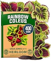 Vista 55 de HOME GROWN Semillas de eneldo sin OMG para plantar 1,014 ramos de semillas de eneldo y semillas de hierbas tradicionales para plantar al aire libre