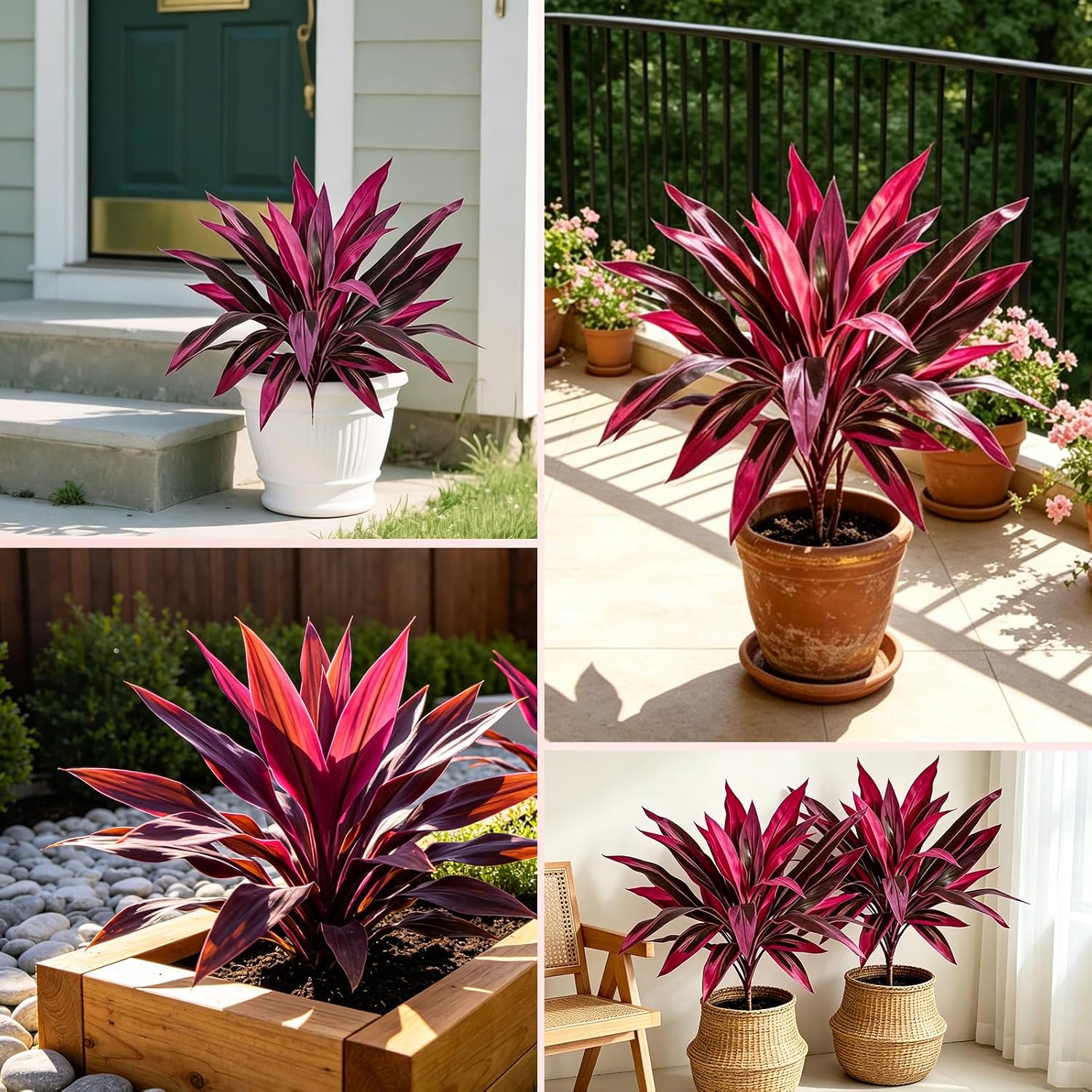 2pcs Artificial Boston Fern & Dragon's Blood Tree, Red/Pink | Large, Realistic, UV Resistant, Red Cordyline Ti Plants, Vibrant Purple Leaves