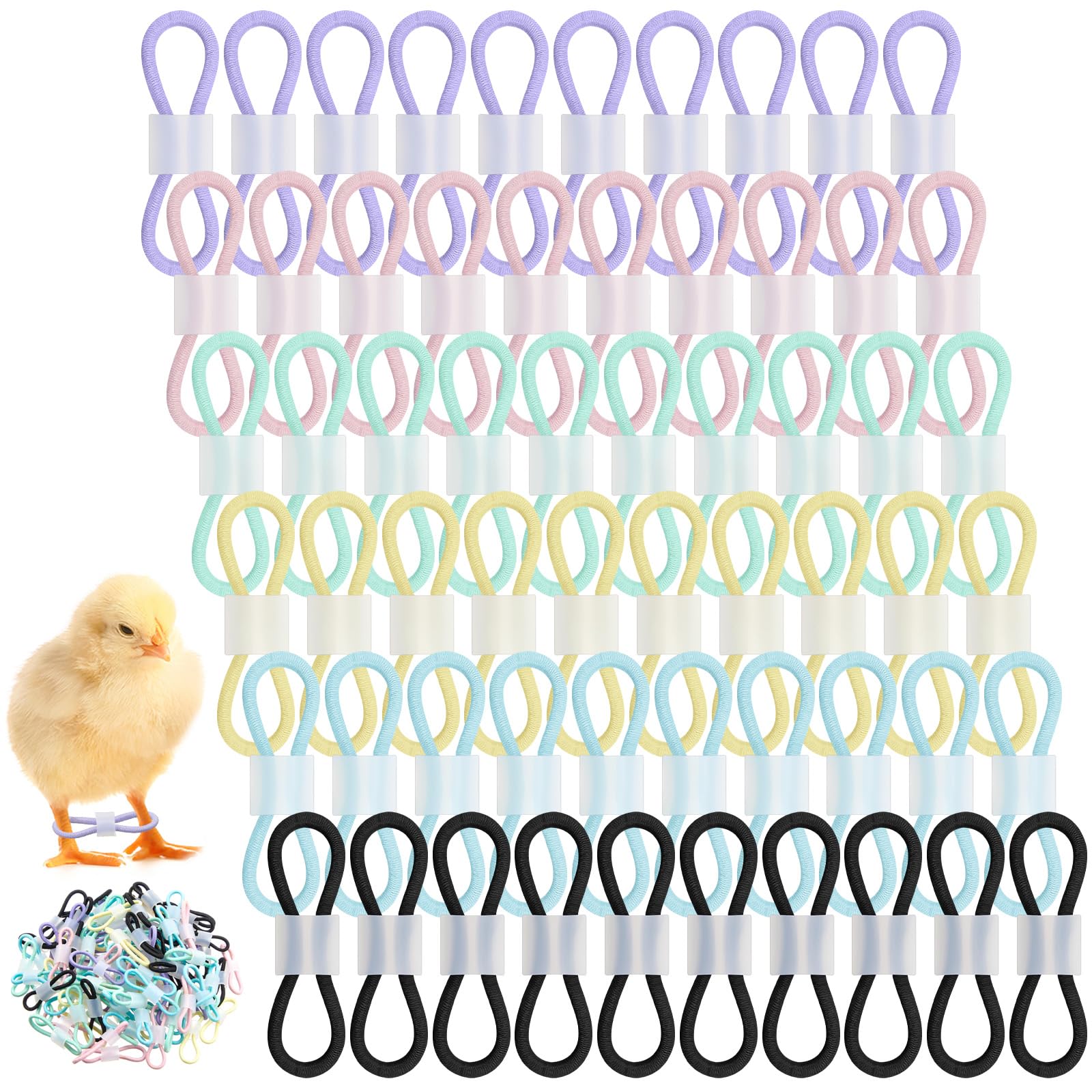 Bandes pour pattes de poussin de 1 à 3 jours ajustables pour cailleteaux