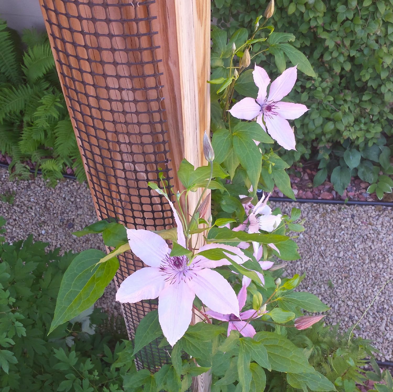 Narrow Clematis Plant Trellis for Climbing Plants Outdoor Support Vines on Deck Post and Other Tight Spaces (1 Pack)