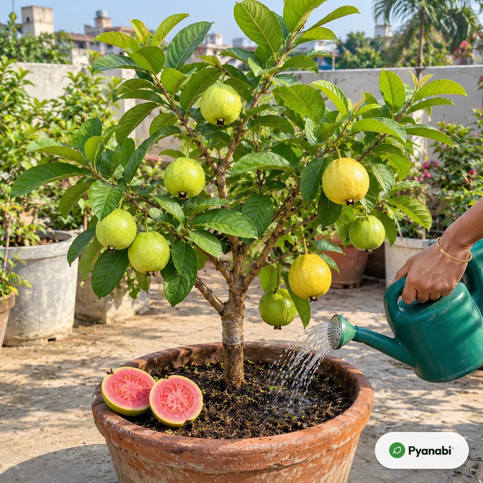 Pomegranate Plant - Grow Your Own! -31