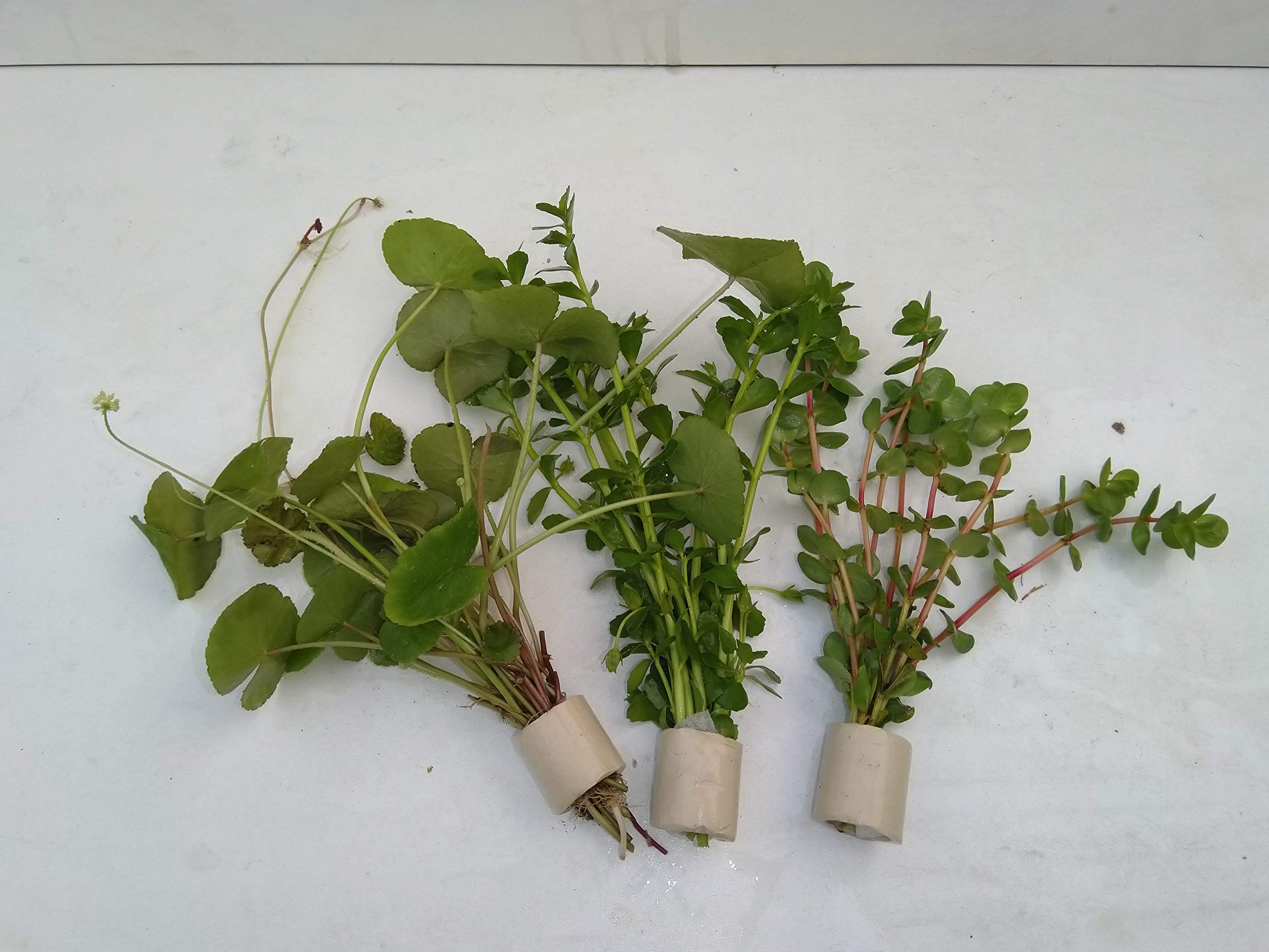 Aquarienpflanzen Wasserpflanzen verschiedene 50 Stängel 5 Extra dick Bund
