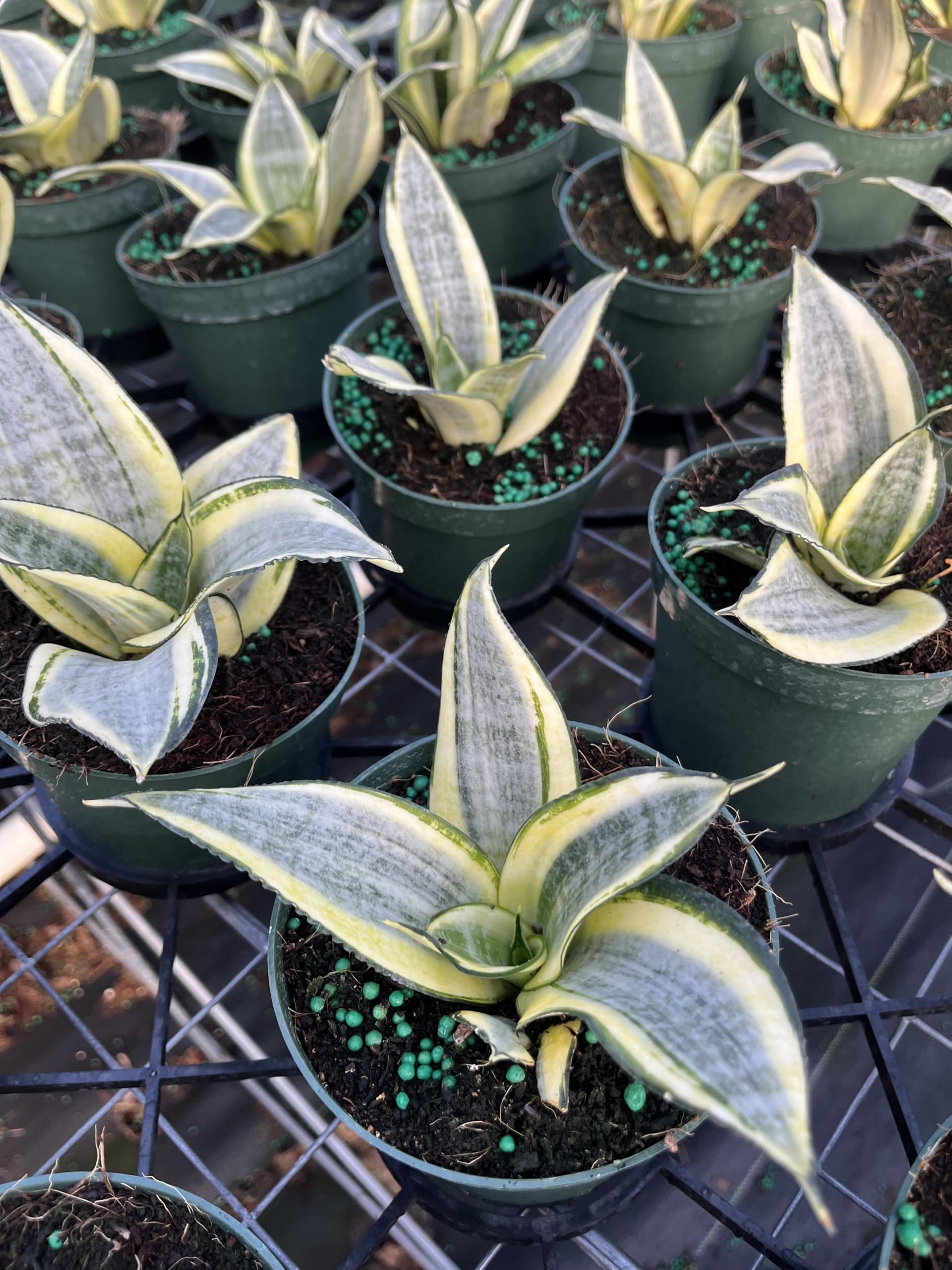 Amazon.com : Sansevieria Golden Hahnii - Compact Snake Plant with Yellow  Variegation in 4-Inch Pot | Easy-Care Indoor Plant : Patio, Lawn & Garden