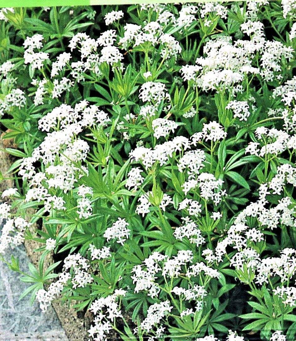 Portal Cool Dolce Woodruff - Asperula (Galium) Odorata - 50 Finest Herb Semi/Buzzy 1140