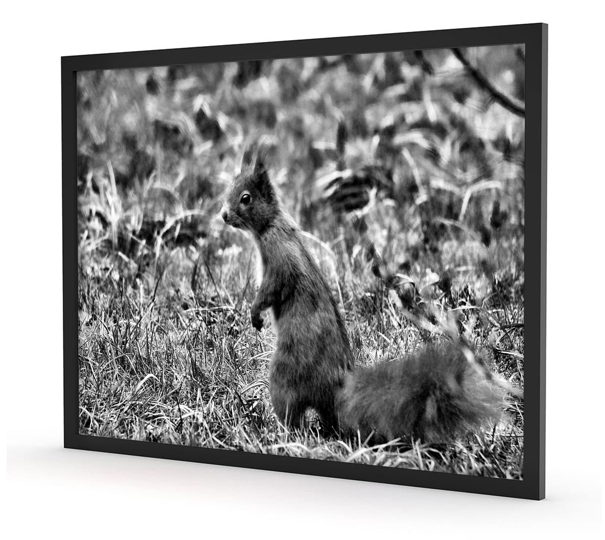 Pixxprint Eichhörnchen auf Boden, Poster im Bilderrahmen, Format: 100x70cm, Kunstdruck gerahmt