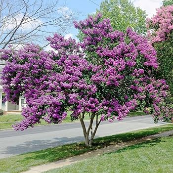 カモミール♡ Amazon.co.jp: QAUZUY GARDEN パープルクレープマートル35粒