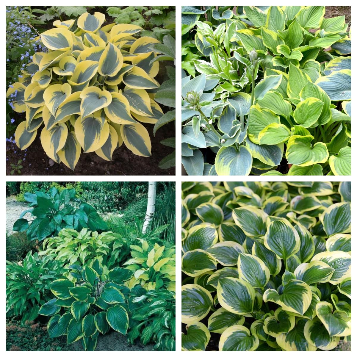 Hosta Bulbs, Cold-Resistant, Easy to Care for,Strong Plants That Grow Well/Mix Golden Jade Carving Feels Perfect-8bulbs-F