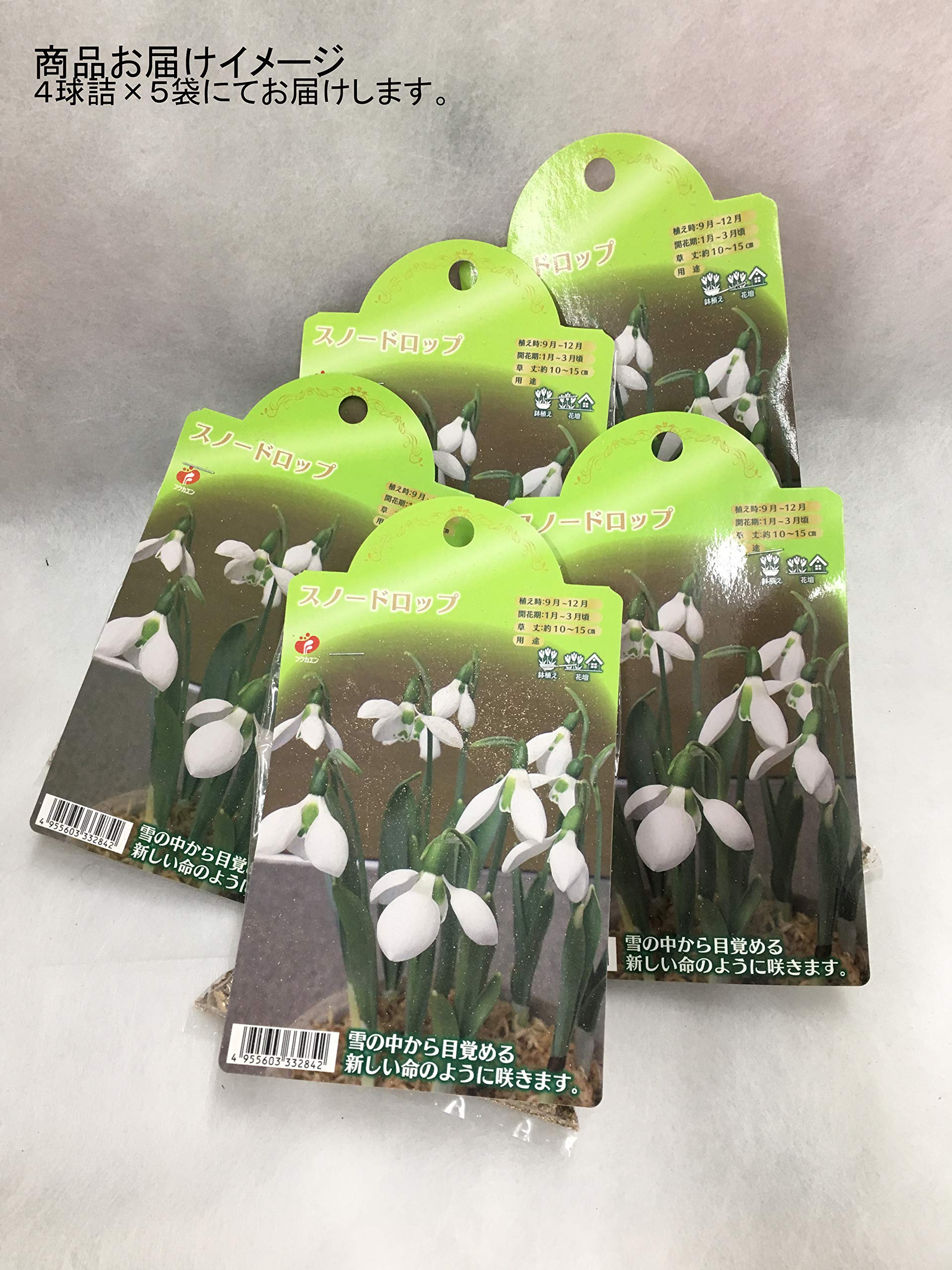 Amazon | 福花園種苗 スノードロップ(Galanthus)球根 20球セット