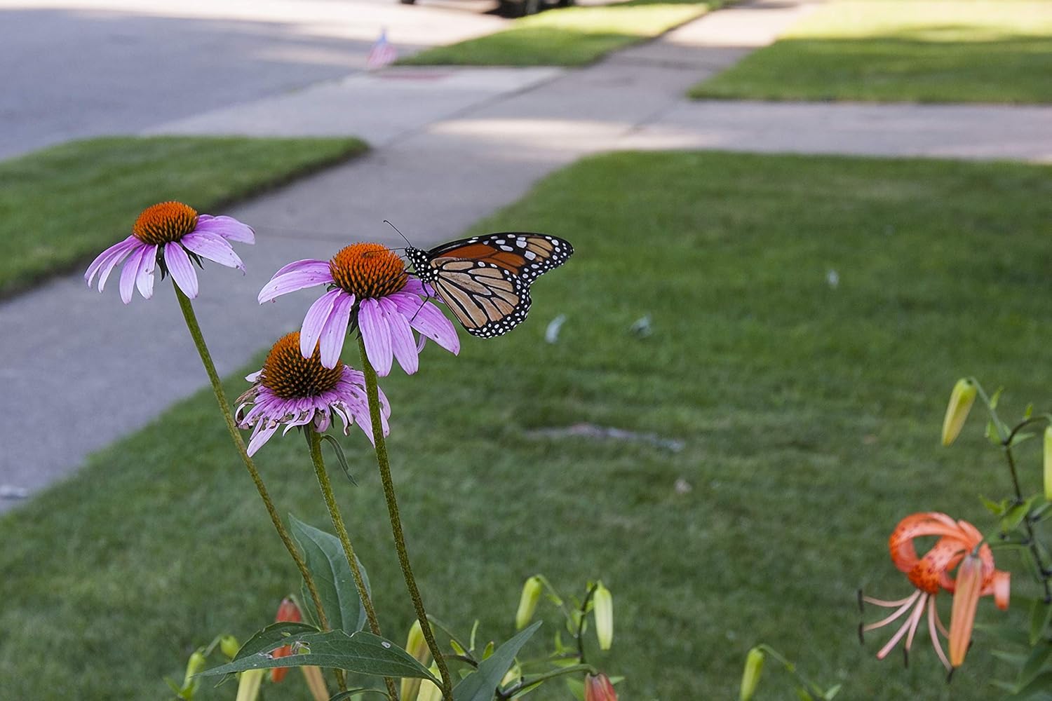 Purple Coneflower Seeds, Over 5300 Echinacea Seeds for Planting, Non-GMO, Heirloom Flower Seeds