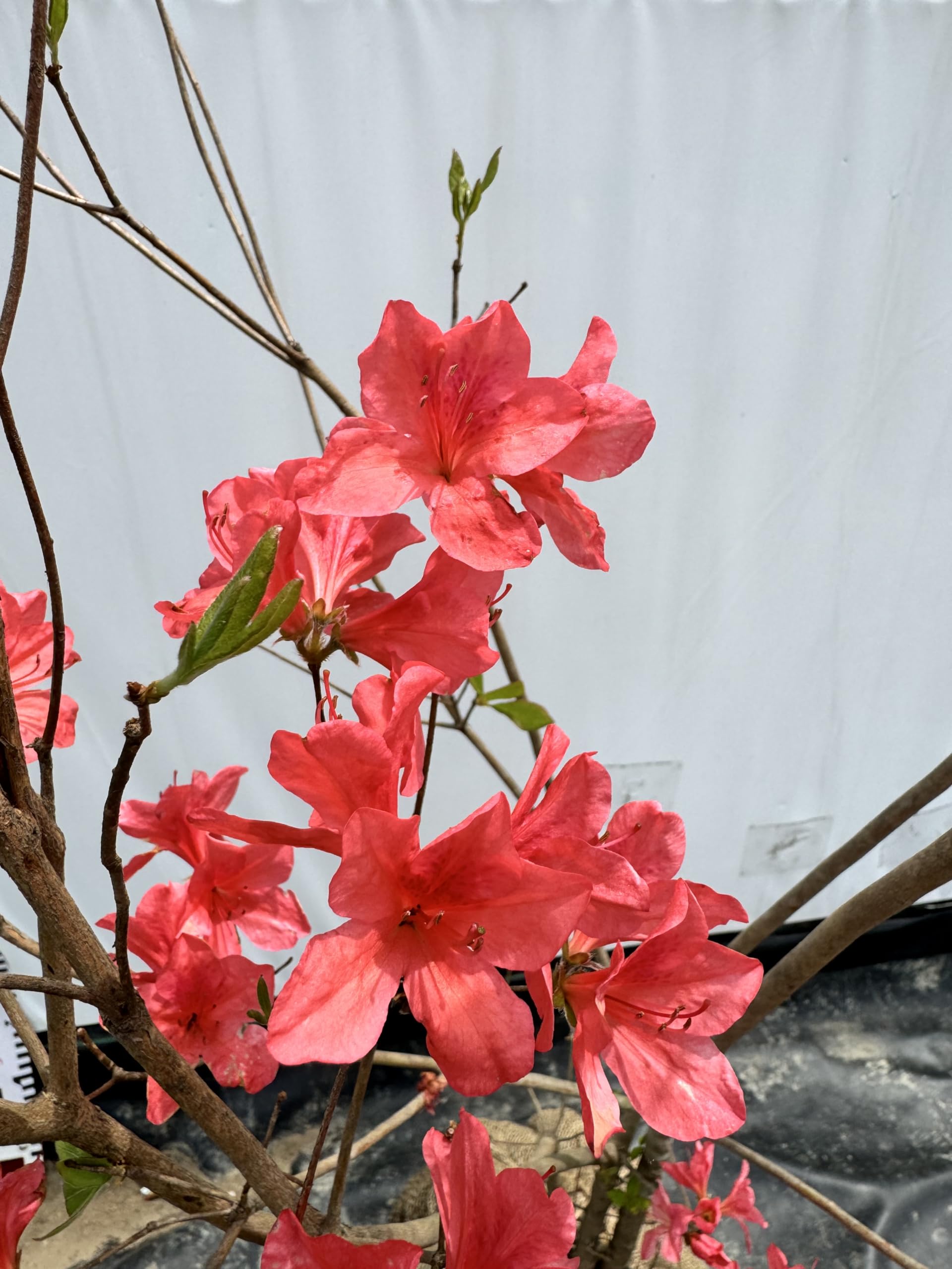 ヤマツツジ/大株【現品発送】管理70683 Amazon.co.jp: 『植木/庭木/苗木』山躑躅（ヤマツツジ）《朱色》/大株