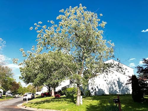 Miniatura 5 de Cerezo Negro Silvestre  Semillas Premium  Prunus serotina 'Spring'  Plants' (Premium Seeds, 30)