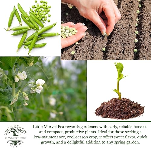 Miniatura 6 de Little Marvel Pea Seeds (Pisum sativum) – Más de 50 semillas de reliquia sin OMG para plantar, variedad compacta de arbusto con vainas verdes