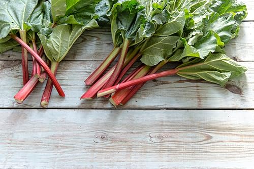 Miniatura 9 de Semillas Ruibarbo Líder Vegetal Hierba Perenne para Plantar Heirloom Non GMO