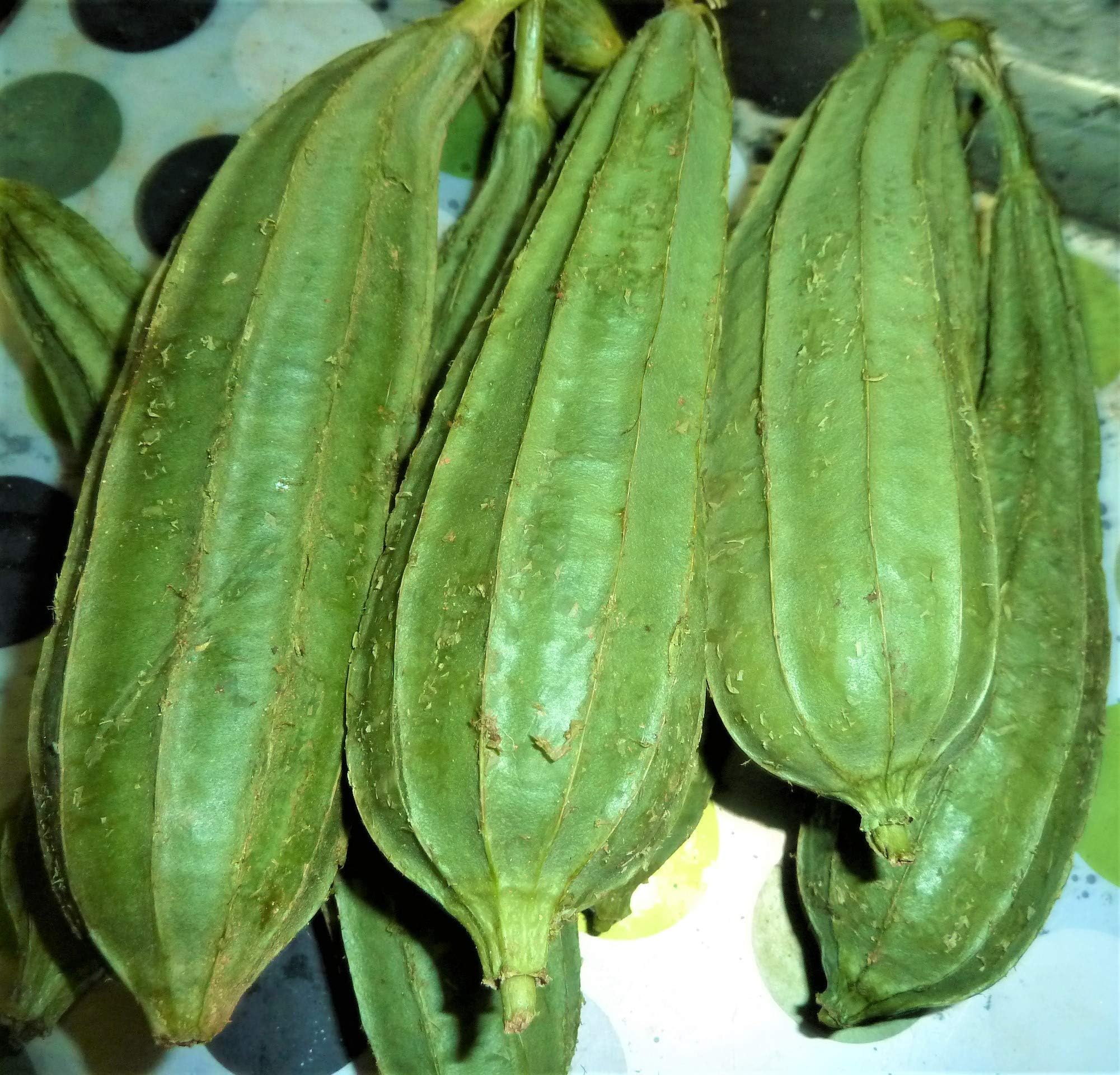 CooPany® DODKA/GILKI/RIDGE GOURD/JANHI SEEDS (35 SEEDS) (B0CQY1S47Z) Amazon Price History, Amazon Price Tracker
