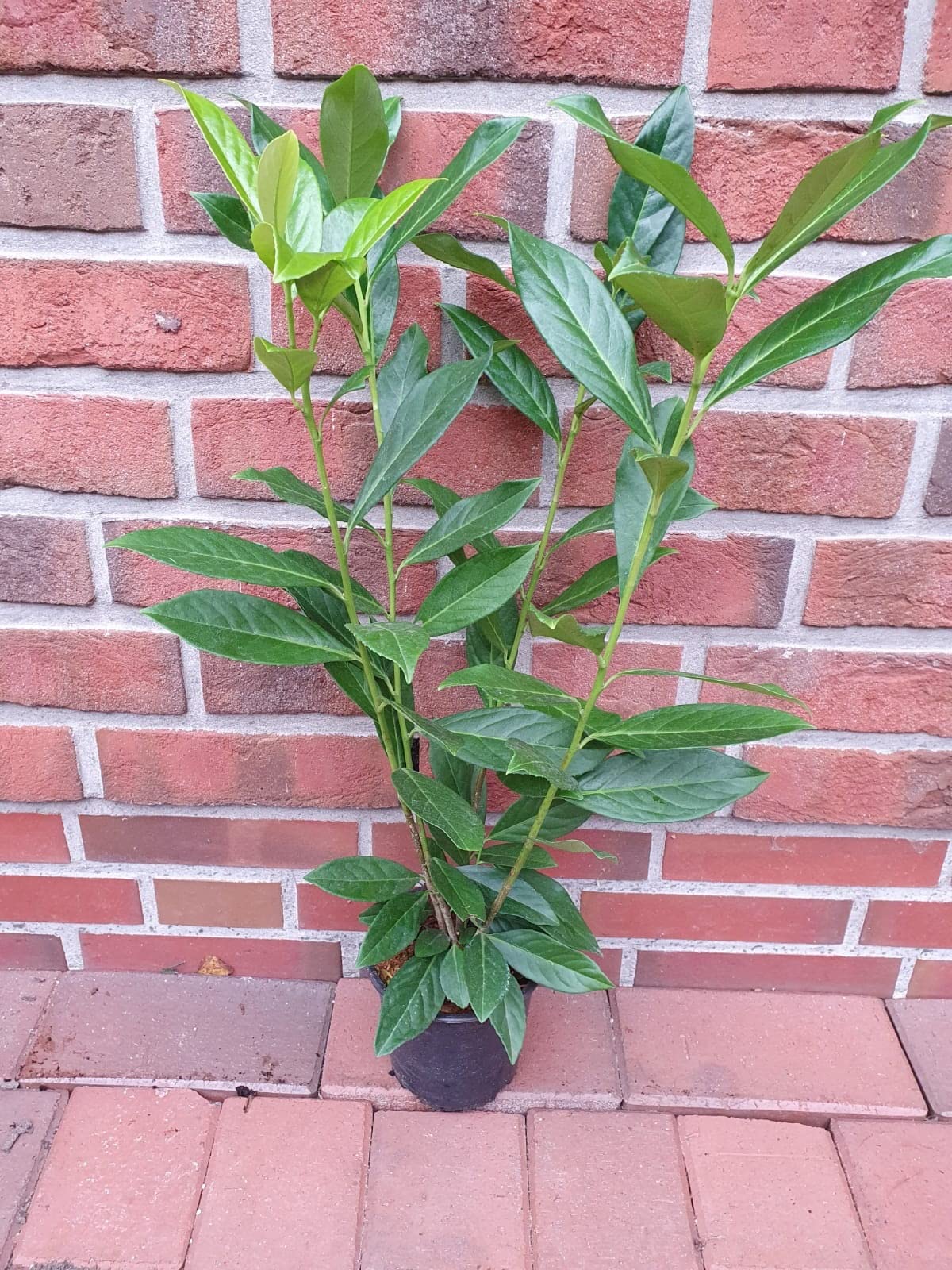 philodendron herzblatt Homalomena Rubescens Maggy (Herzblatt-Philodendron) ↑ 90 cm – urbanjngl.com main image 1
