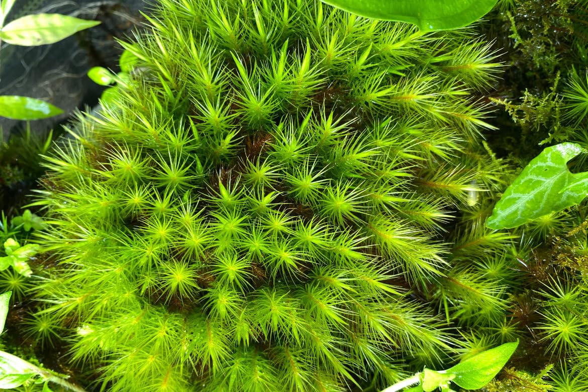 NATURAME Live Moss Pyrrhobryum dozyanum 15-20 Plant able Individual Strands for terrariums and vivar