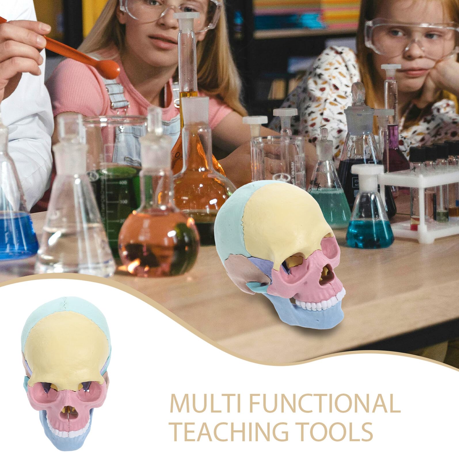 Modelo de Cráneo Pequeño 4d Desmontable para Stem Decoracion Colegio