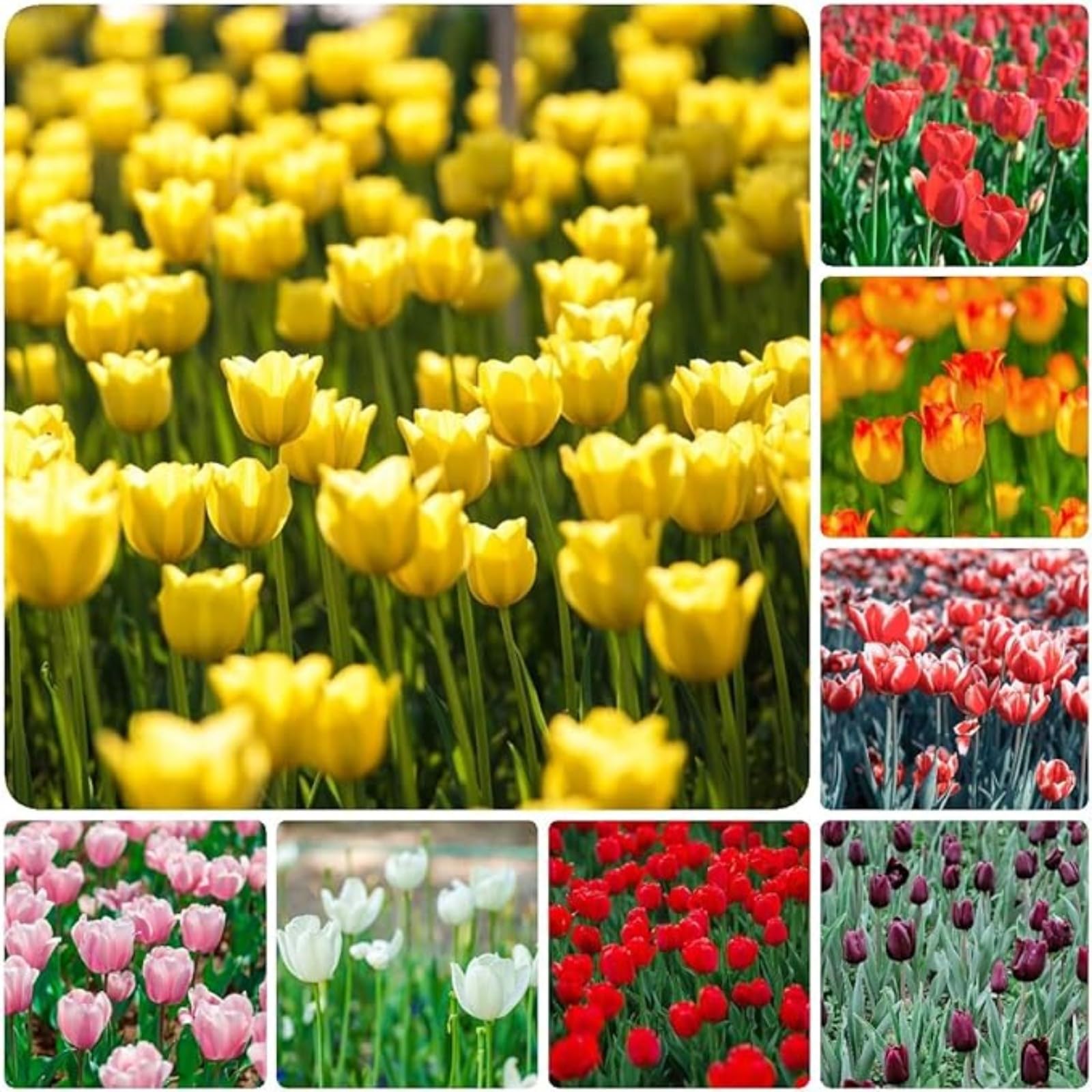 Tulip Bulbs Excellent Display Indoor Perennial,Tulip Tubers UK,Flowering Rhizome,Tulip Bulbs Mix,Greening Flower,Balcony Garden Bulbs.-15Bulbs-E