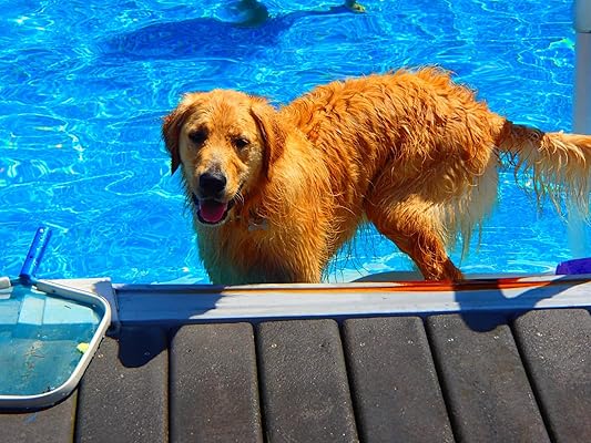 swimways dog pool float