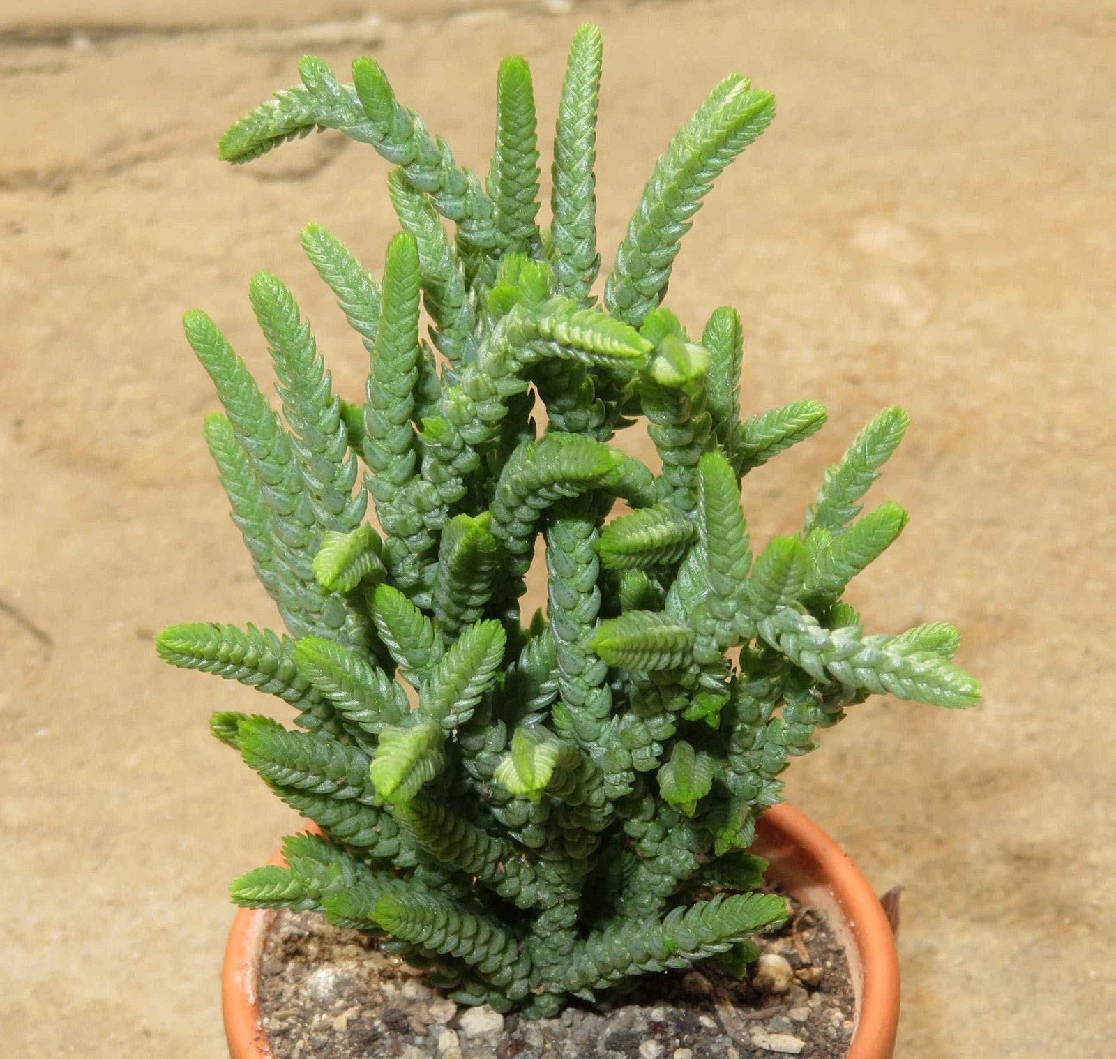 Portal Cool Crassula muscosa 2X Pianta grassa Taglio Clone 5cm Propagazione Xpc