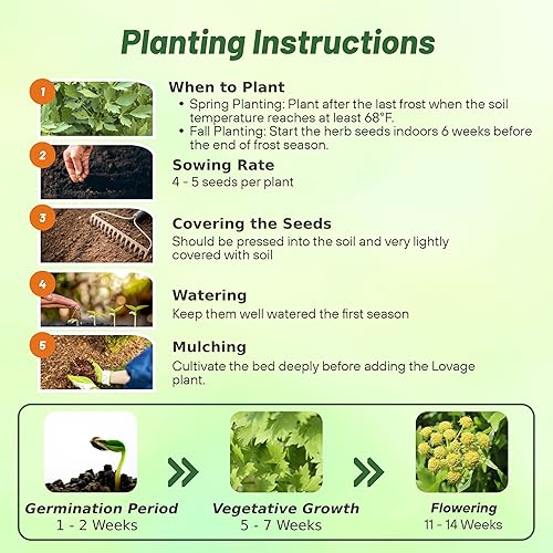 Miniatura 4 de Outsidepride Semillas de verduras Lovage  2000 piezas. Perennes, fáciles de cultivar y tolerantes a la sequía, semillas de hierbas para plantar