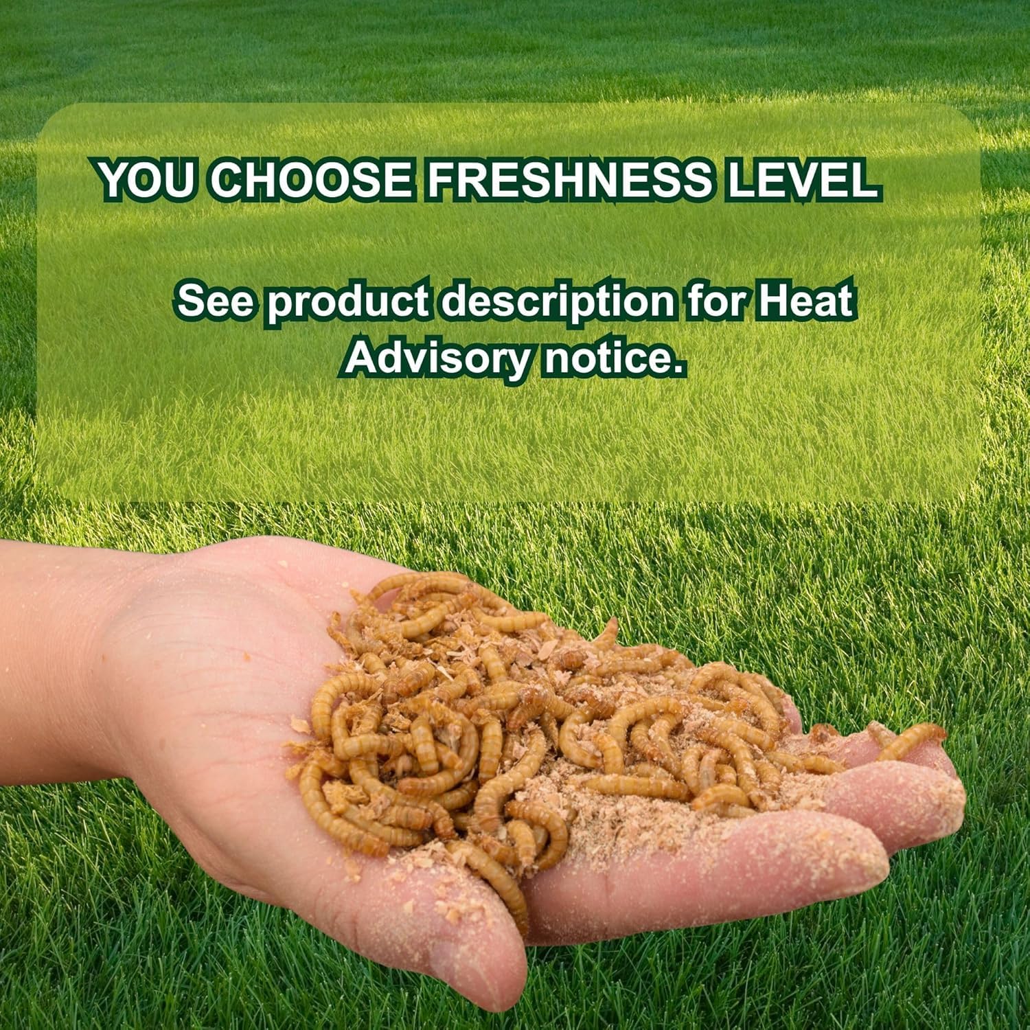 Exotic Nutrition Large Live Mealworms (3/4") (1000 Pack) - 3