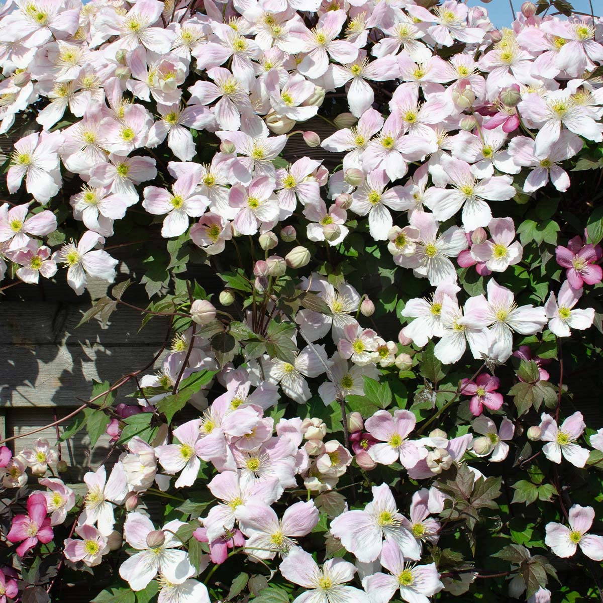 Bloomique - Lot de 2 - Clematis montana 'Tetrarose' - Clématite rose - Plantes grimpantes - Plantes de jardin - Rustiques - Hauteur 50-70 cm - Pot 15 cm