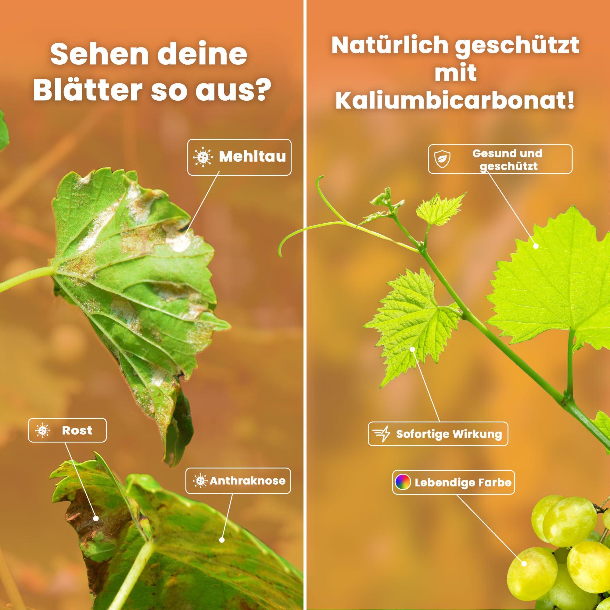 LERAVA Kaliumbicarbonat (250 g) - Natrliches Fungizid gegen Mehltau -  pH-Regulator fr Boden und Pflanzen - Wasserlslich und Effektiv - Ideal  fr Obst, Gemse und Garten : Amazon.de: Gewerbe, Industrie & Wissenschaft
