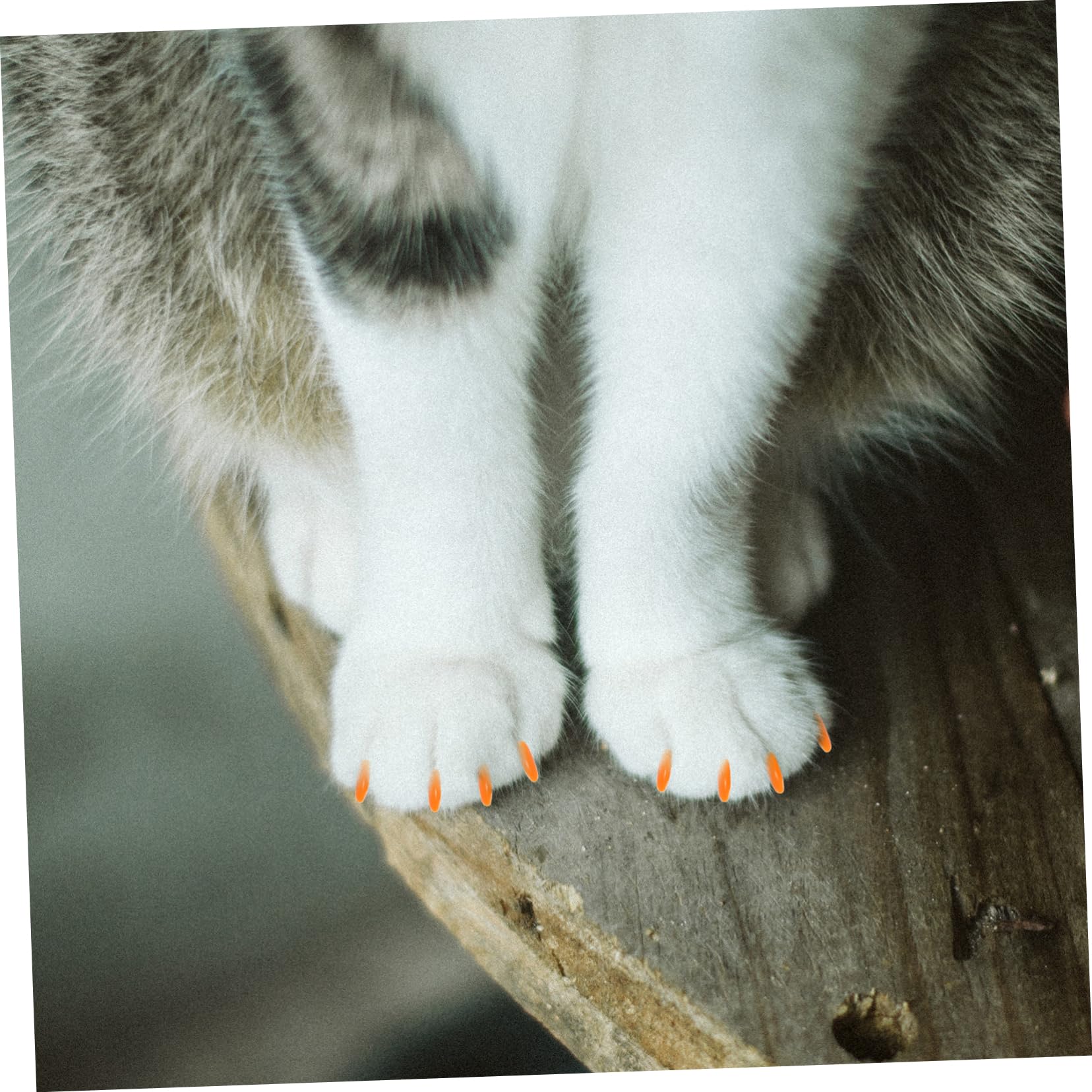 Housoutil 320 Pièces Ensemble D'Ongles pour Animaux De Compagnie Capuchon pour Ongles De Chat Capuchons pour Ongles Chat Couvre-Griffes Pattes pour Chats Pattes pour Chatons Chat Embouts