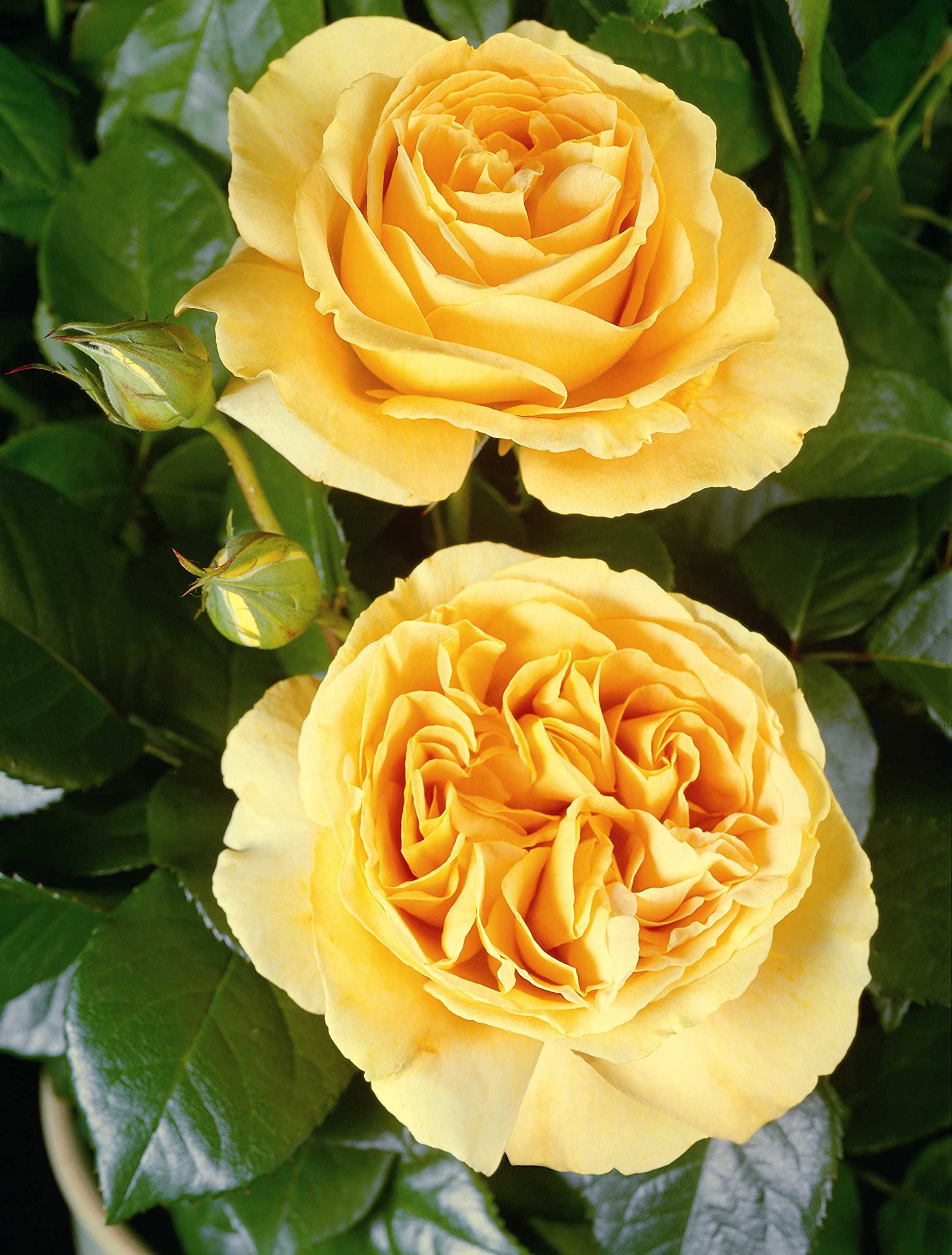 Edelrose Candlelight in goldgelb - Duftrose winterhart - Rosen-Blüte in goldgelb - Rose stark duftend im 5 Liter Container von Garten Schlüter - Pflanzen in Top Qualität