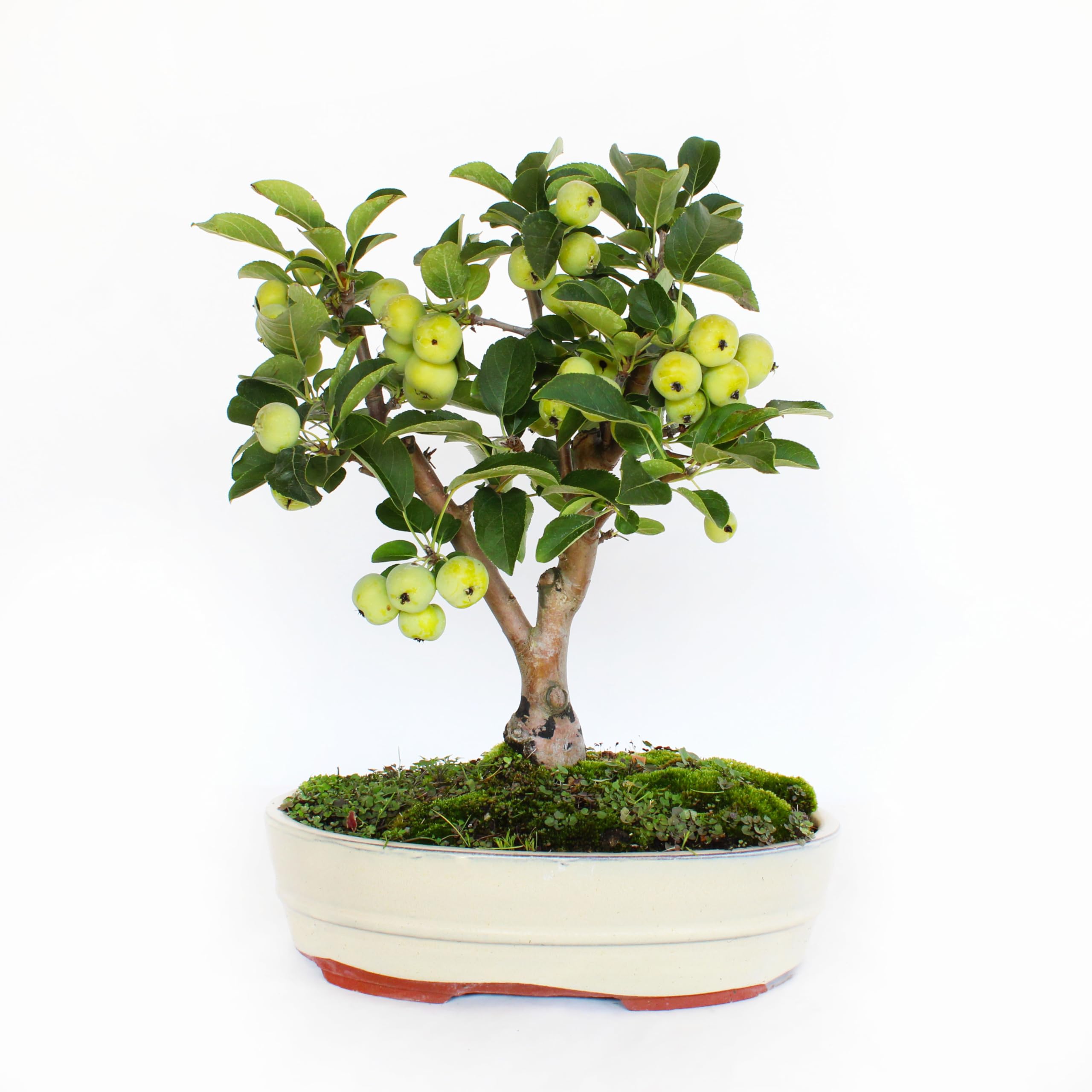 KENTIS - Apfelbaum Bonsai - Malus Evereste - Echte Bonsai Obstbaum -  Winterharter Outdoor Pflanzen - Hoch 35-45 cm Keramiktopf 26 cm :  Amazon.de: Garten