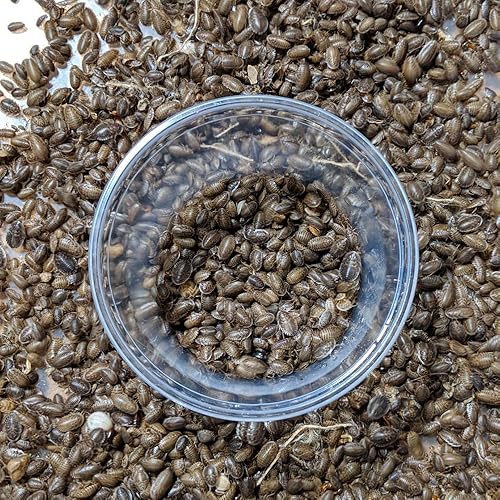 Miniatura 3 de DBDPet Premium Live Dubia Roaches 505ct Pequeño (0.25-0.375 pulgadas)  Dragón Barbudo, Gecko Leopardo, Phelsuma, Camaleón y otros pequeños alimentos