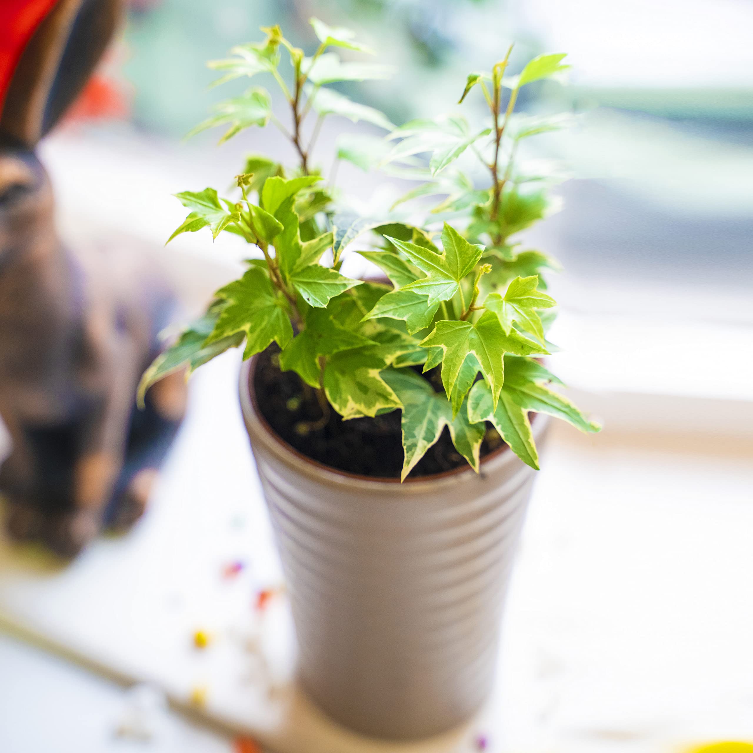 Easy Plants Englische Efeu-Hedera-Haus fr den Innen- und Auenbereich,  bunt, selbstwssernder Topf und weier Topping : Amazon.de: Garten
