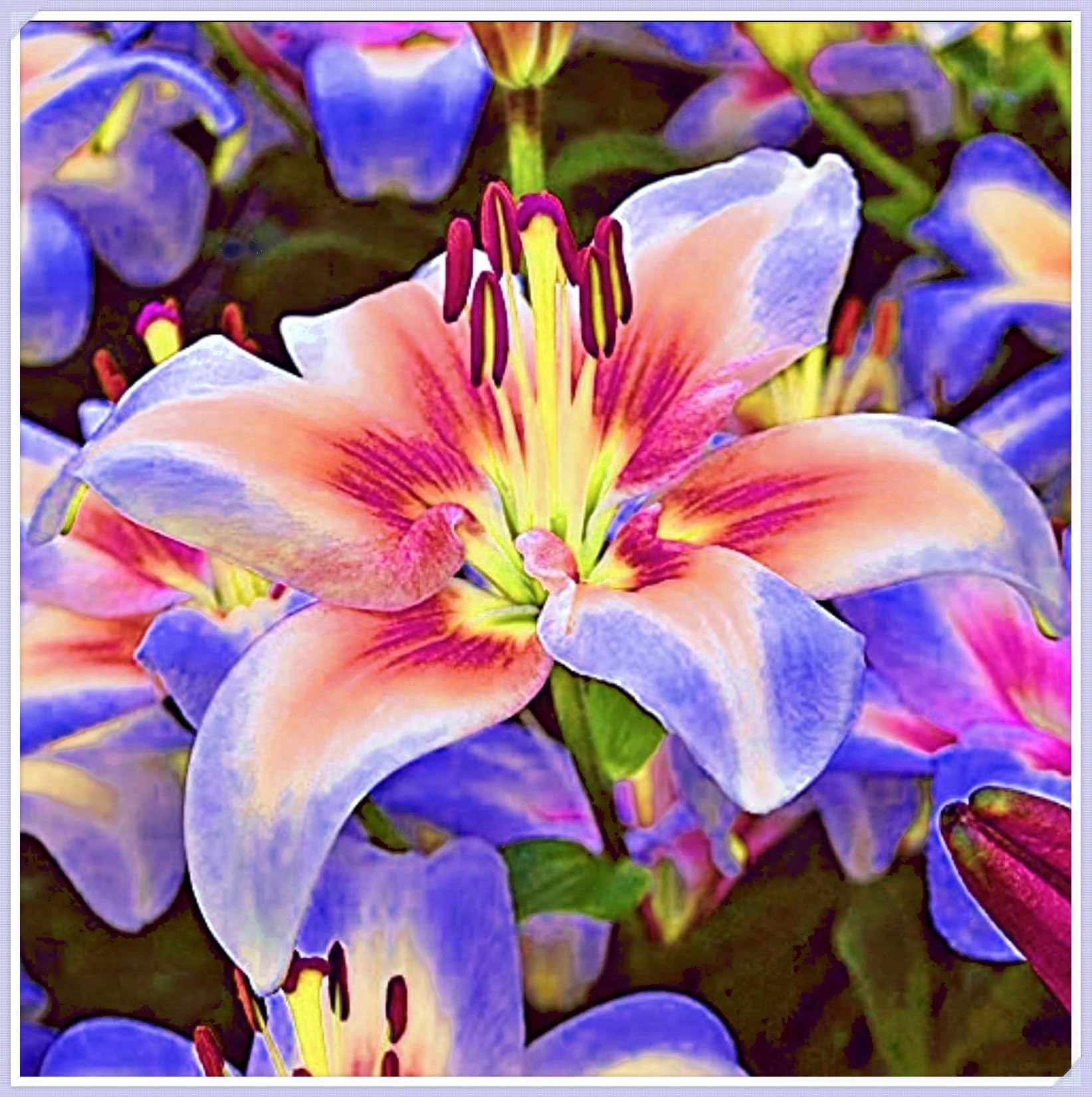 Excellent Tiger Lily Bulbs for Planting Now UK Perennial Excellent Cold-Resistant Display Plant Bulbs Easy Plant Ornamental Greening Flower Good for Containers Natural Organic -6bulbs-F — image 1