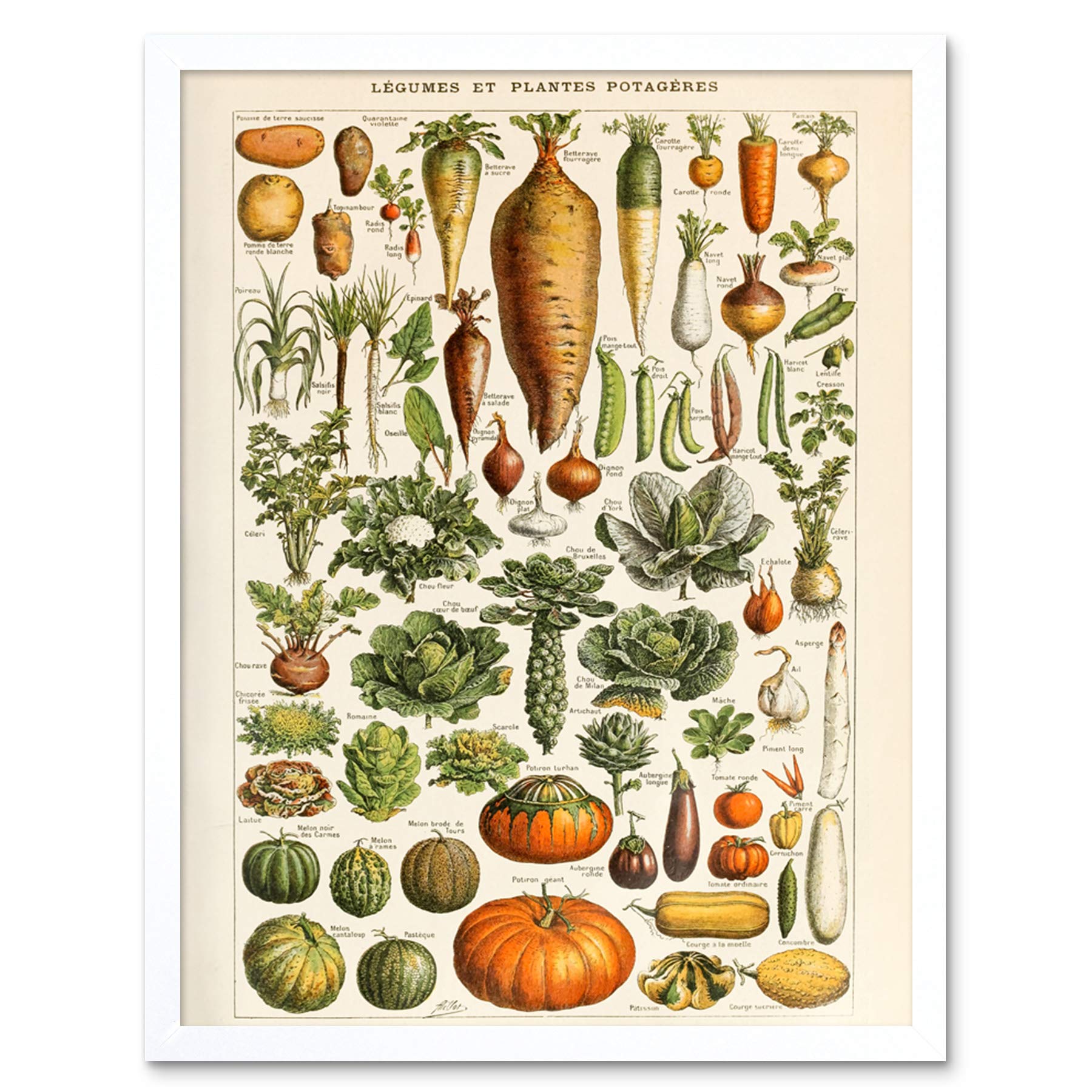Artery8 Millot Encyclopedia Page Molluscs Shells Art Print Framed Poster Wall Decor 12x16 inch — view 100