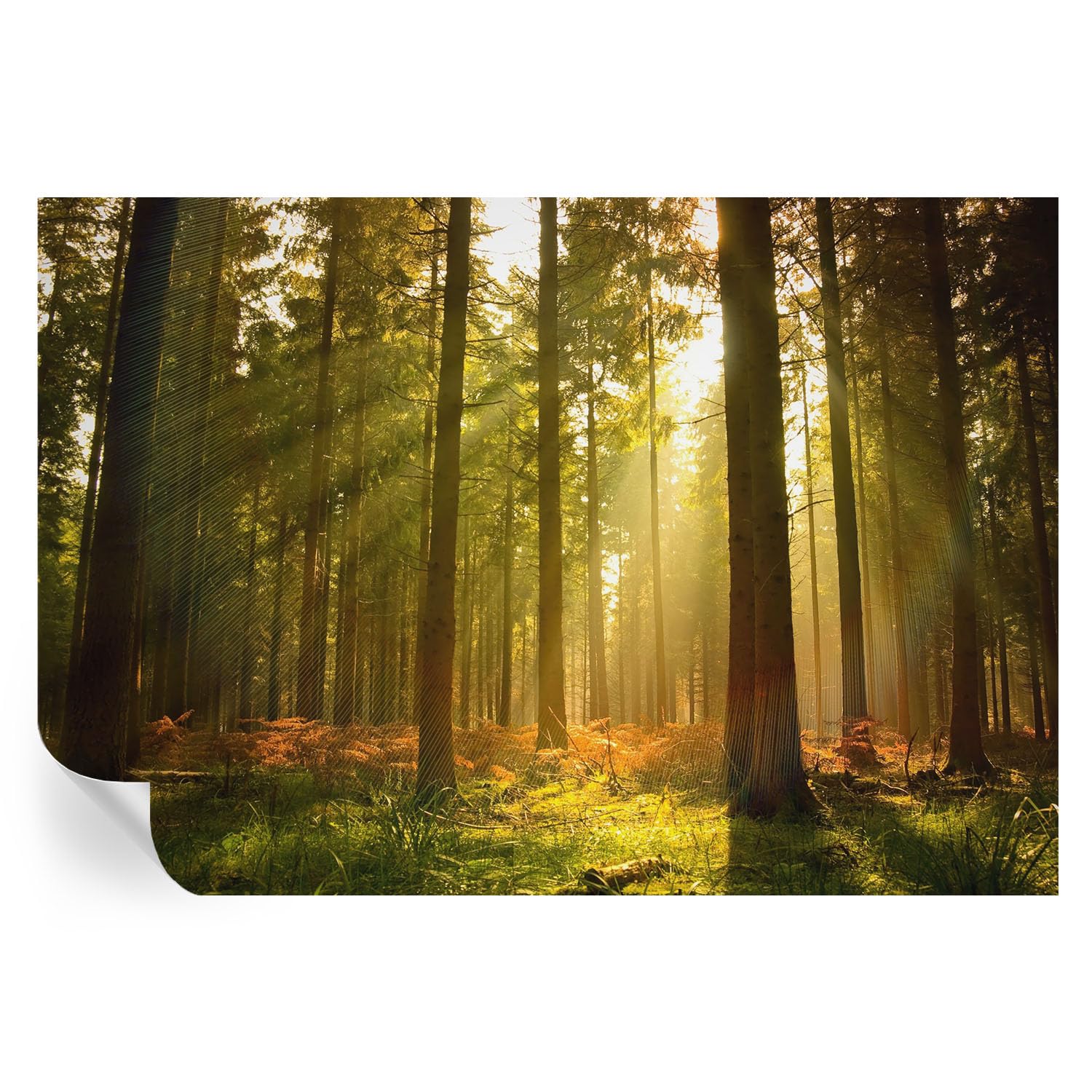 Vinilos decorativos Mañana en el bosque para renovar las paredes del salón y crear espacios vivos