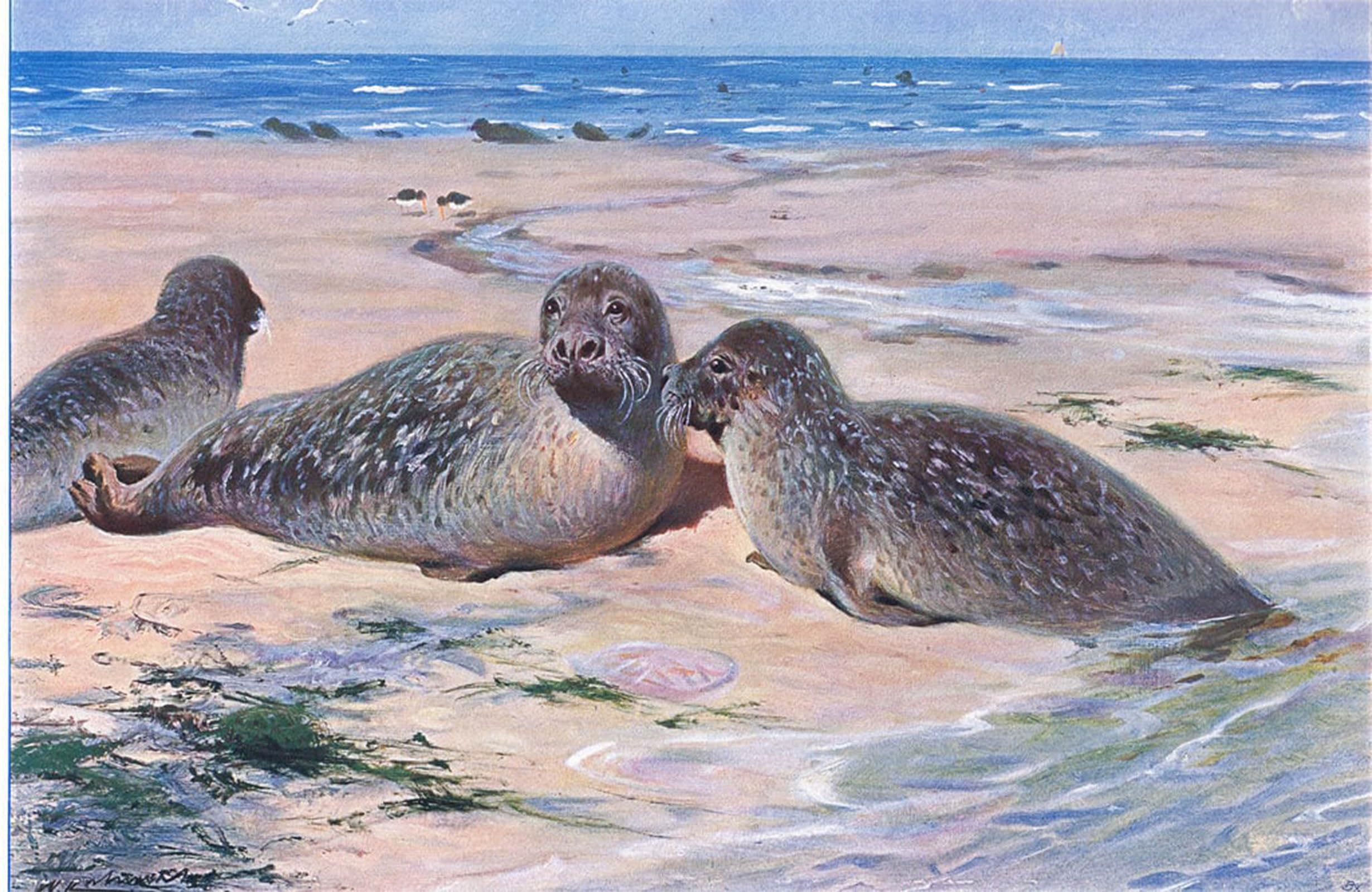 Serendipitp No Frame Vintage Wall Art Canvas Nordic Poster Canvas Print Picture Common Seal From Wildlife Of The World By Wilhelm Kuhnert Wall Art Poster For Home Decor 60X90cm