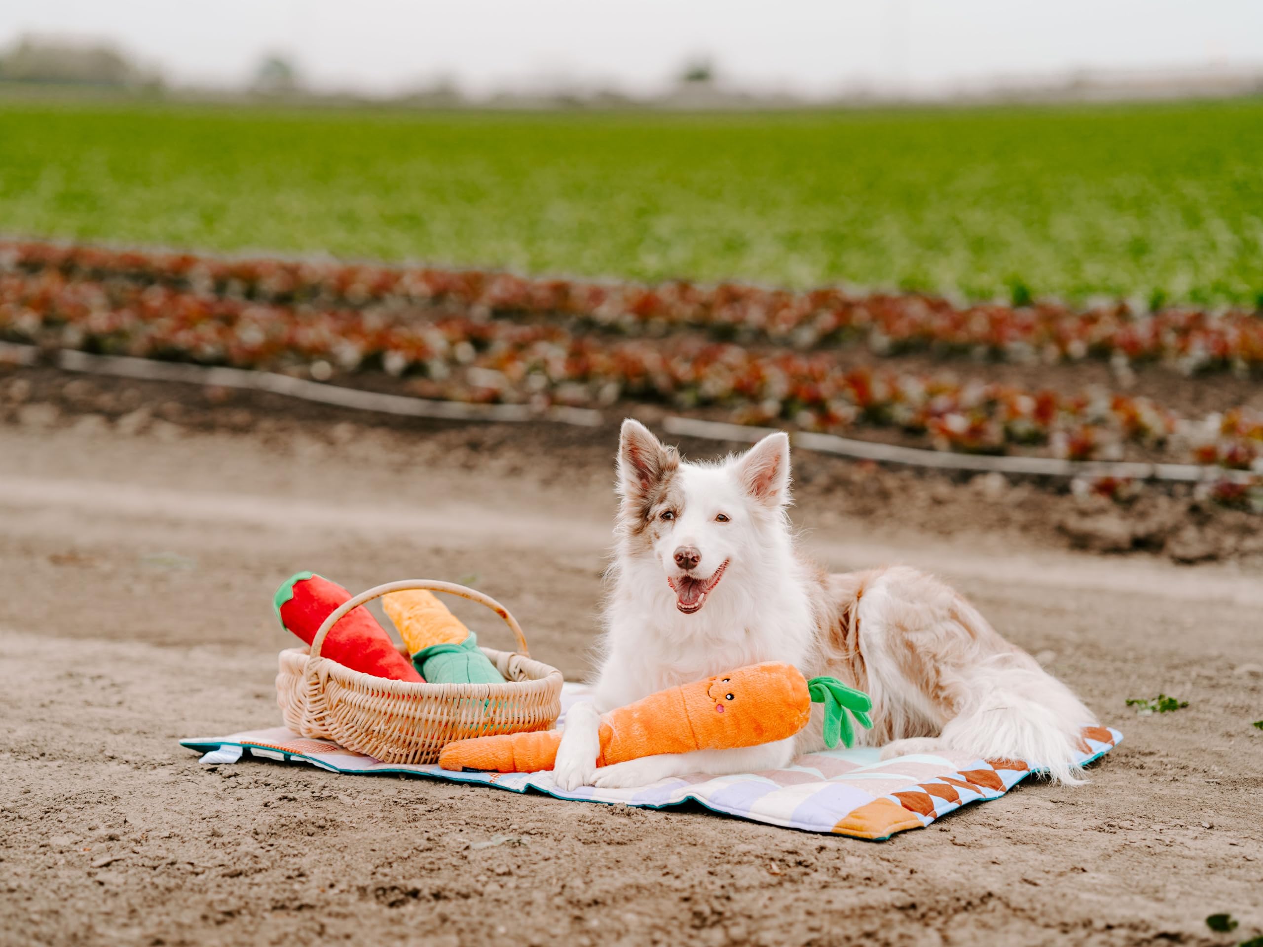ZippyPaws Jigglerz® - Corn, Multicolours - Image 2