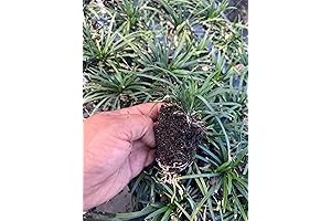 Dwarf Mondo Grass: A Lush, Compact Groundcover for Year-Round Charm