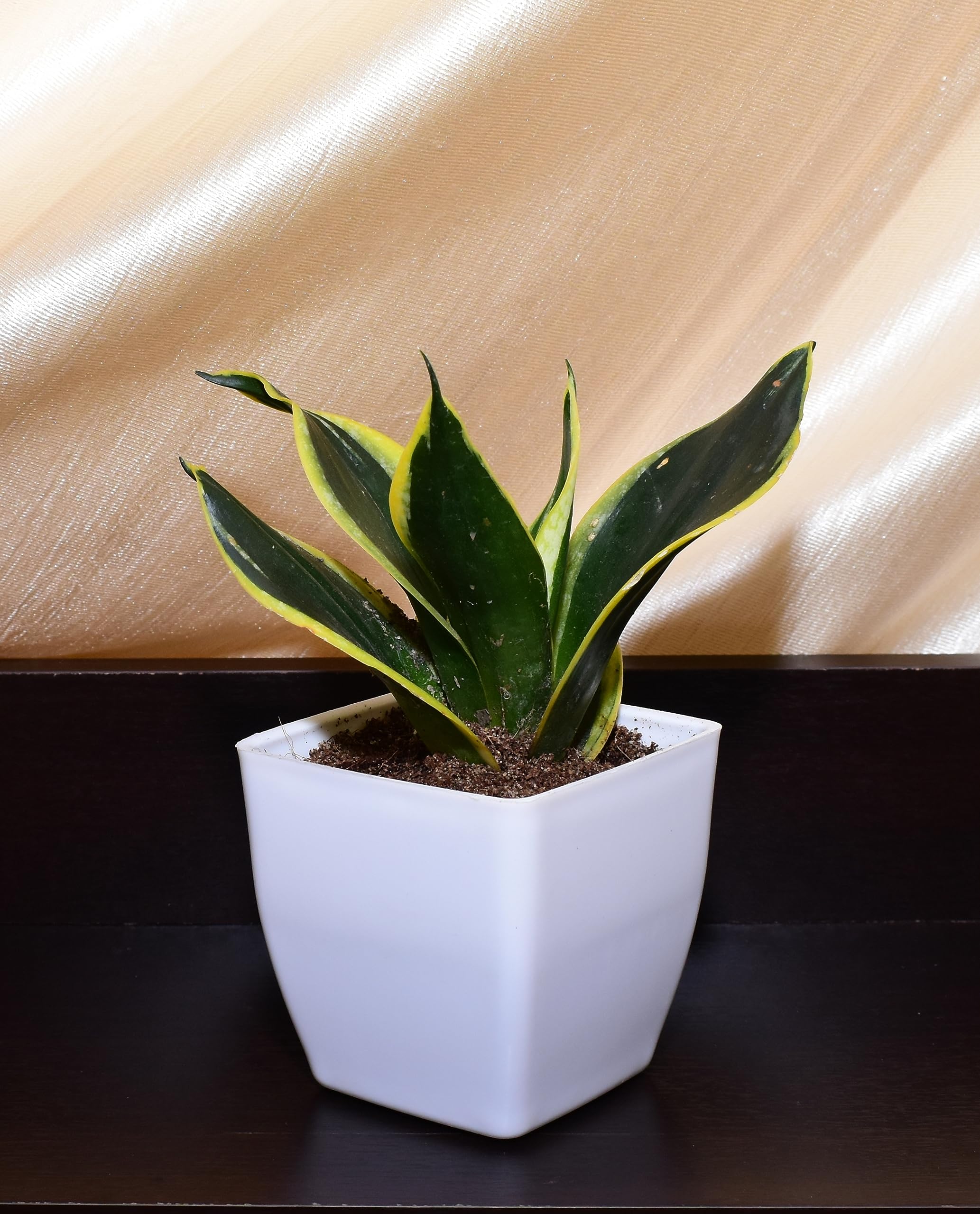 HITANSHI WORLD Sansevieria Golden hahnii Snake Plant with 3 inch plastic Pot/Air purifier plant/Indoor Plant/Live Snake Plant/Home decoration plant (B0CH1PQKQ5) Amazon Price History, Amazon Price Tracker