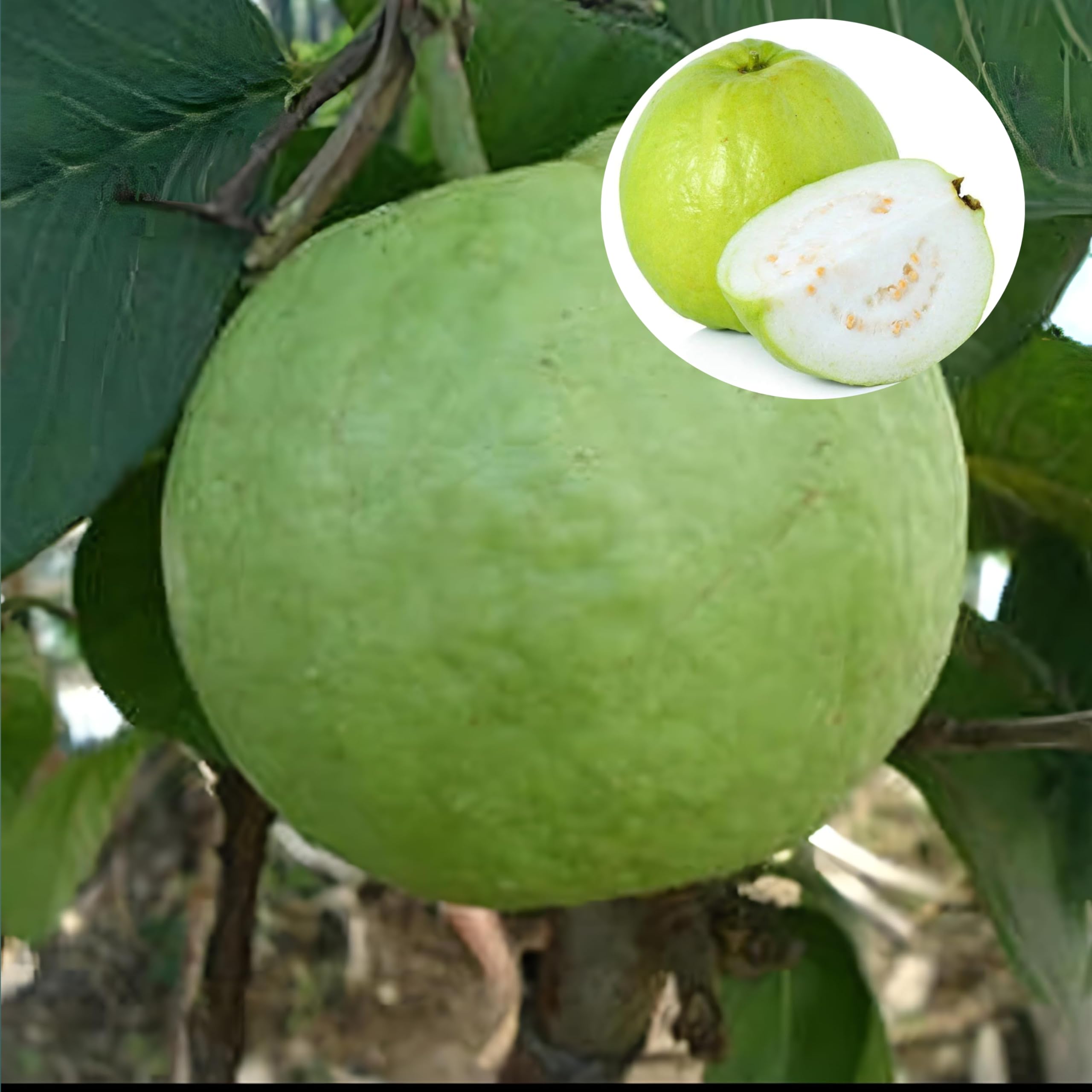 See full amazon price history chart for Eroanvia Combo 2 "Allahabad Surkha" Grafted Hybrid Guava - Healthy Live Allahabad Surkha Amrood Fruit Plant .5-2 Ft Height Live Plant For Home Garden Eroanvia Combo 2 "Allahabad Surkha" Grafted Hybrid Guava - Healthy Live Allahabad Surkha Amrood Fruit Plant .5-2 Ft Height Live Plant For Home Garden (B0CH8K7HM5) Amazon Price History, Amazon Price Tracker