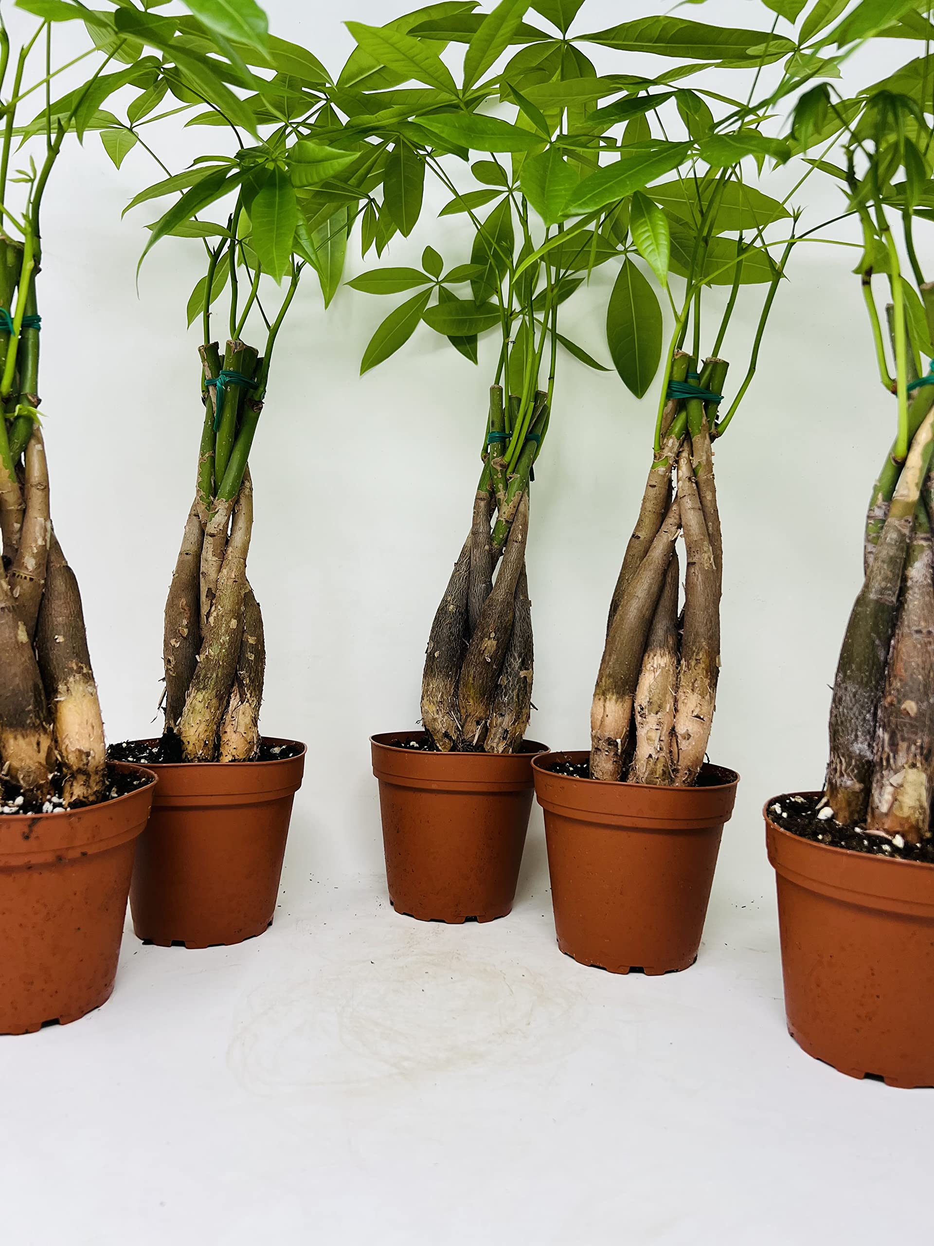 Amazon.com : Bundle Money Tree Plants in 5 Training Pots - Pachira Aquatica  Trees : Patio, Lawn & Garden