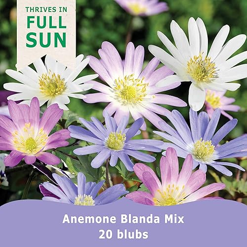 Miniatura 3 de BloomingBulb 20 bombillas mixtas de anémona Blanda para otoño, resistentes a ciervos y vibrantes, flor de jardín perenne perfecta de 4 a 2.0 in,