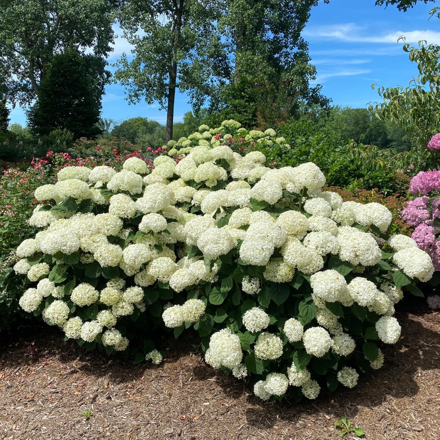Proven Winners Incrediball Storm Proof Smooth Hydrangea (arborescens) Live Plant, 4.5" Qt, 4 Pack