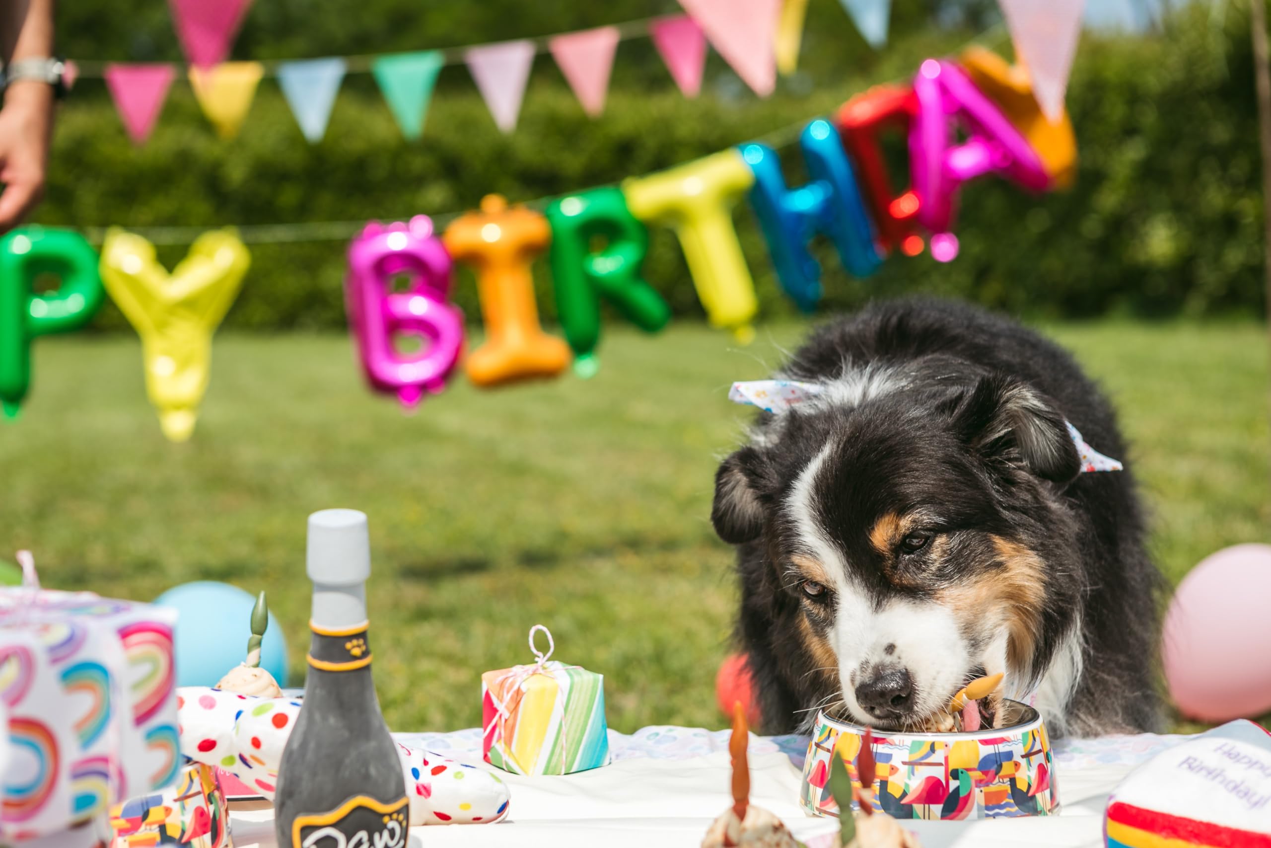 Croci Pet's Party Cupcake - Torta di compleanno per cani, Snack per cane complementare, senza zuccheri aggiunti, 65g