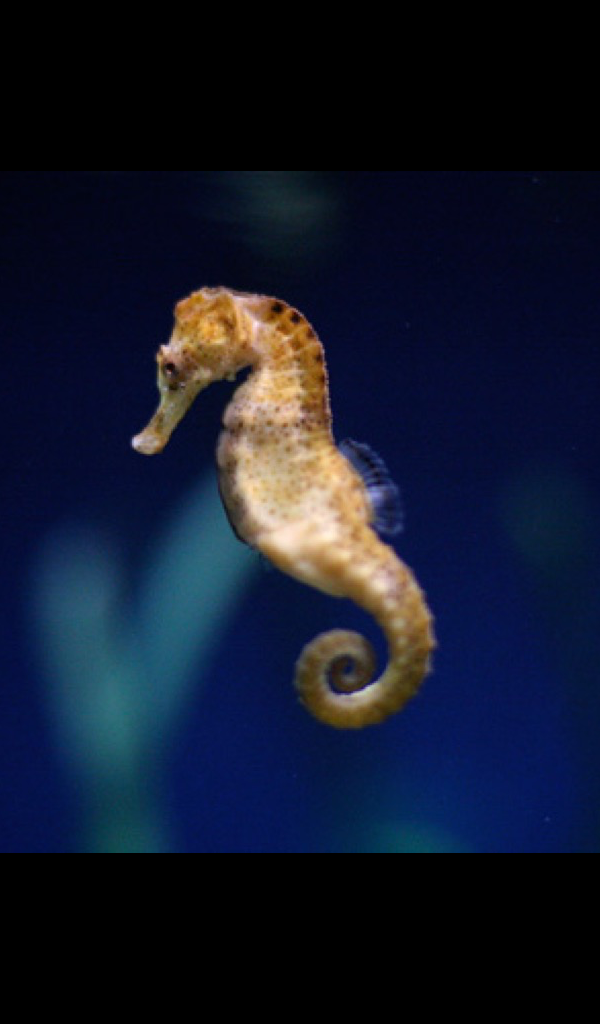 seahorse Wallpaper – HD Wallpapers of seahorses!:Amazon.ca:Appstore