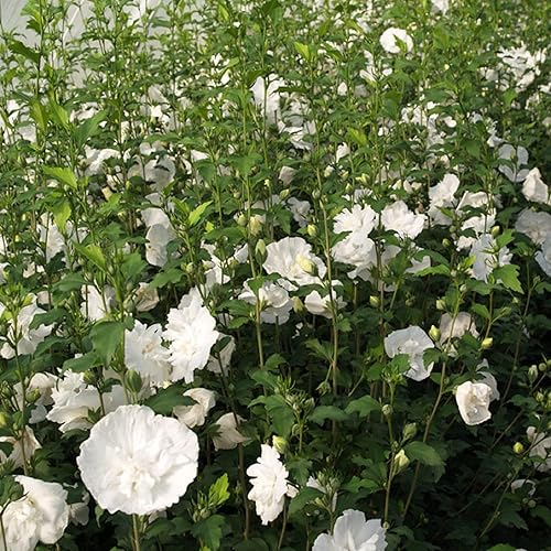 Miniatura 5 de CHUXAY GARDEN 50 semillas de hibisco blanco Syriacus, rosa de Sharon, arbusto Althea raras flores blancas encantadoras rocas que crecen en jardín y